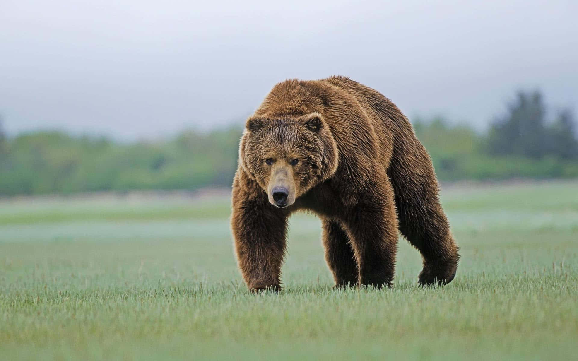 Brown Bear 桌布 壁紙 — 一頭巨大的棕熊自信地走過霧氣瀰漫的綠色草地，背景有模糊的樹木。
