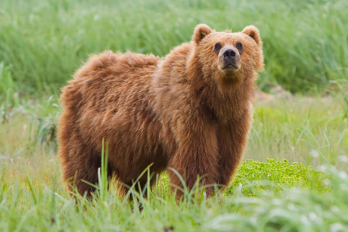 grizzly bear 桌布 壁紙 — 一頭巨大的棕熊警覺地站在茂密的綠色草地上，高大的草叢環繞著牠強壯的身軀。