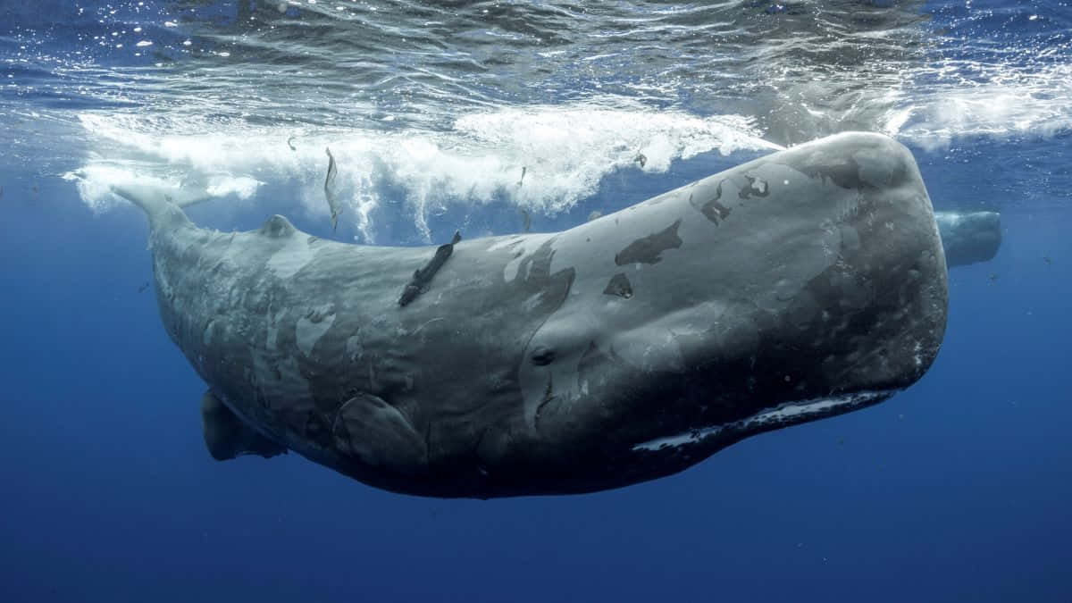 Sperm Whale 桌布 壁紙 — 一頭巨大的灰鯨在陽光照射的海面下，優雅地滑過深藍色的海水。