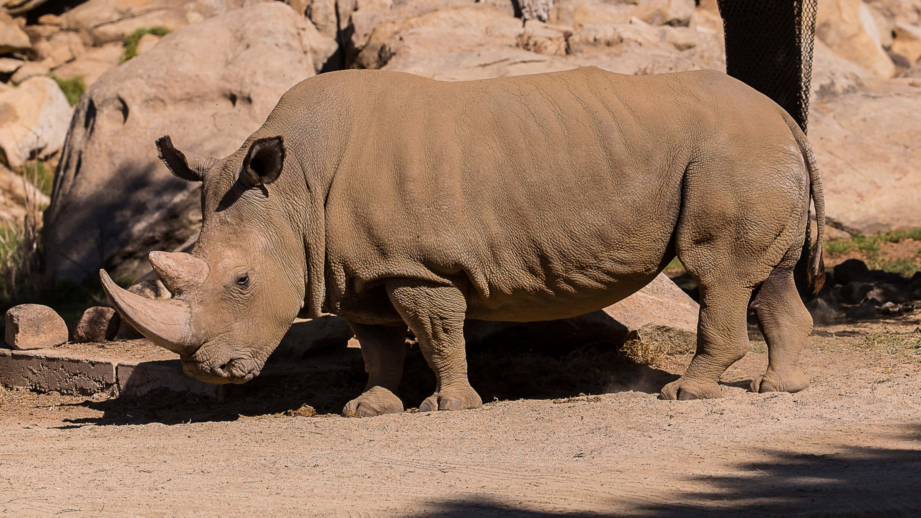Rhinoceros 桌布 壁紙 — 一頭巨大的犀牛站在陽光普照的岩石圍欄內，擁有紋理分明的灰色皮膚和突出的角。