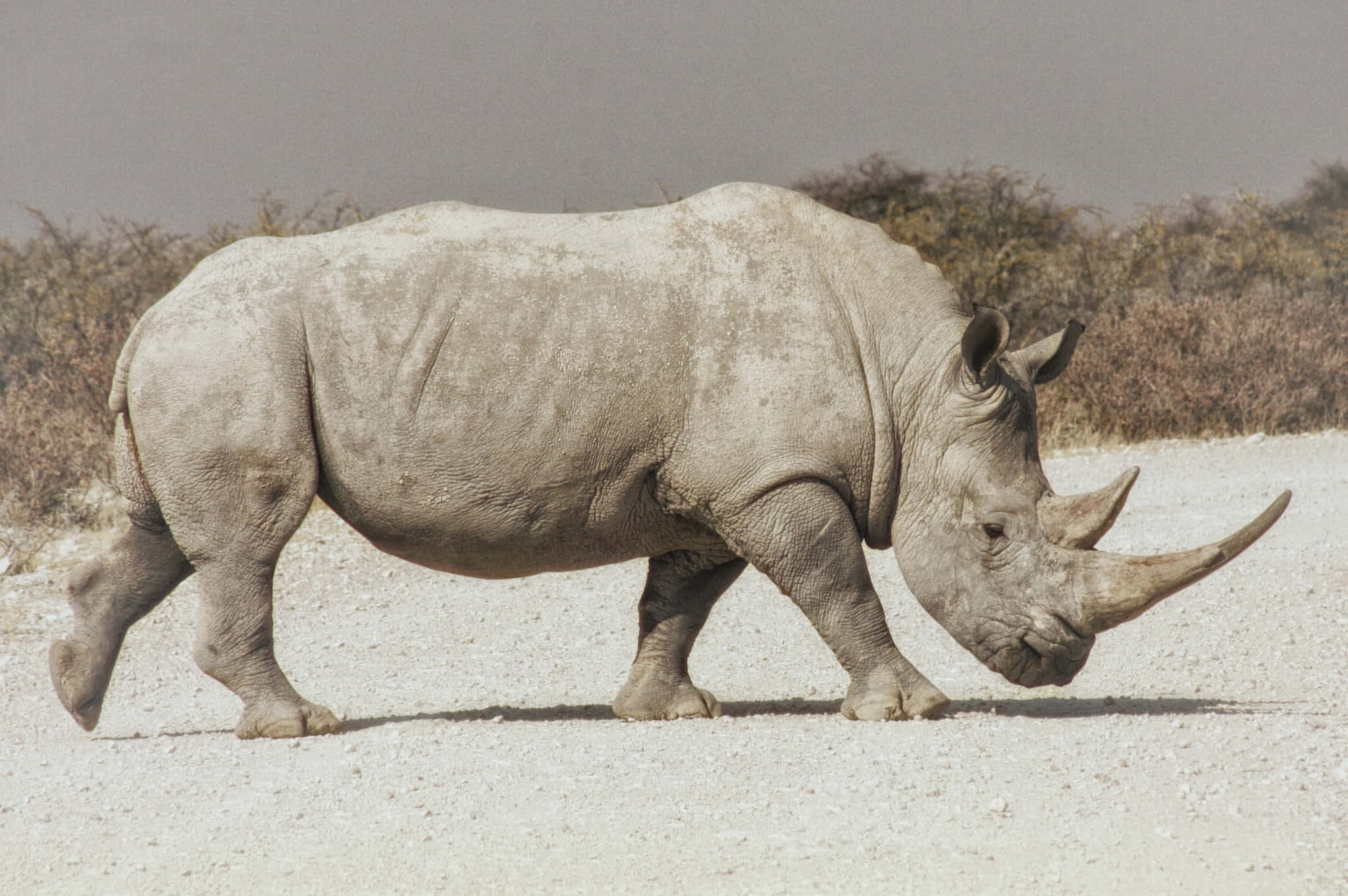 rhino 桌布 壁紙 — 一頭巨大的白犀牛在塵土飛揚的稀樹草原小徑上大步前行，背景是乾燥的灌木叢，天空朦朧。