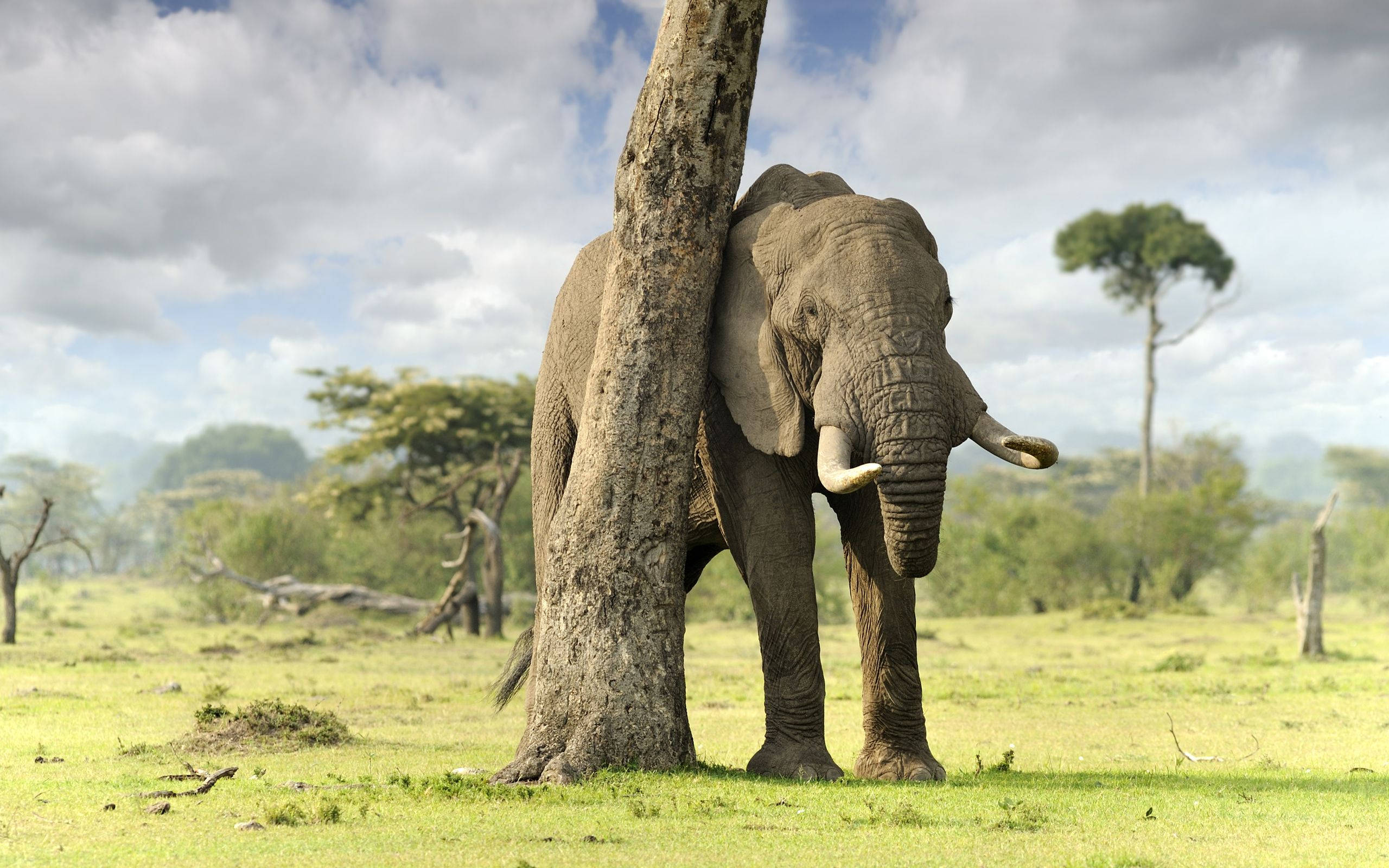 Elephant HD 桌布 壁紙 — 一頭巨大的非洲大象站在陽光明媚的稀樹草原上，旁邊是一棵粗壯的樹幹，散佈著金合歡樹，天空多雲。