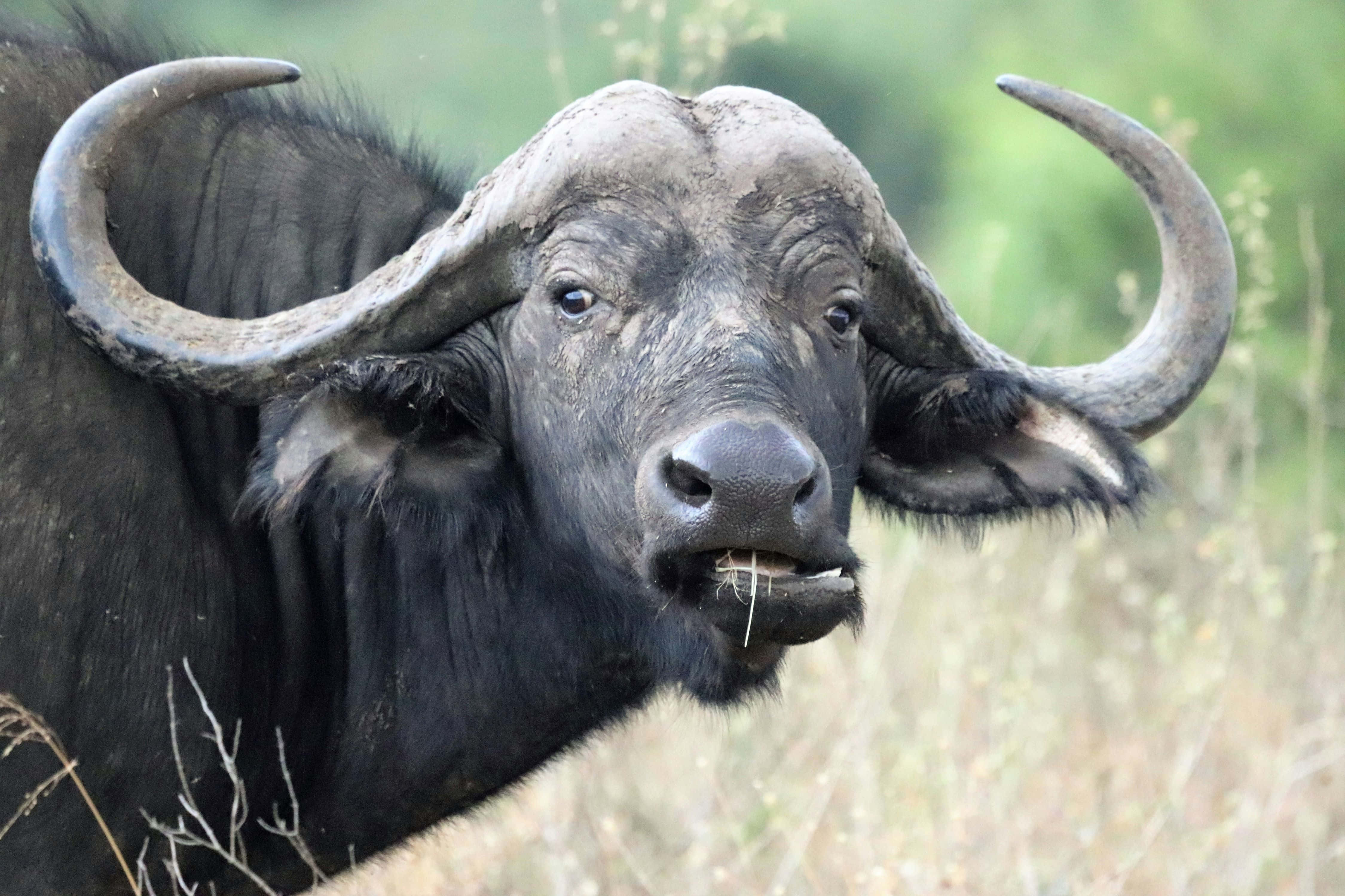 Water Buffalo 桌布 壁紙 — 一頭巨大的非洲水牛，長著巨大的彎曲角，在陽光明媚的稀樹草原上咀嚼青草的近距離特寫。