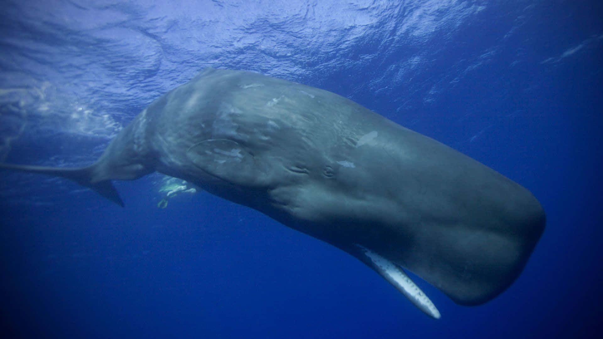Sperm Whale 桌布 壁紙 — 一頭巨大的鯨魚在深藍色的海洋中優雅地滑行，陽光從上方穿透而下。