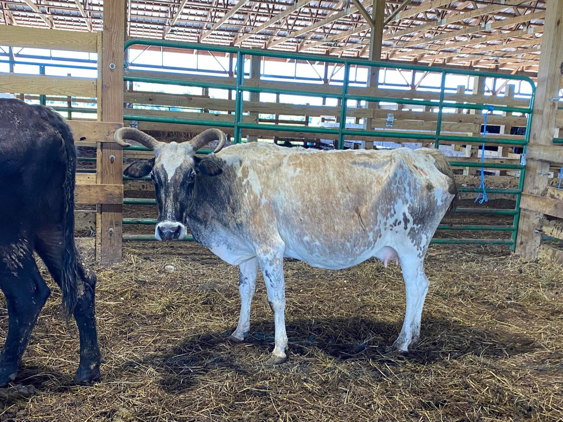 farm animals 桌布 壁紙 — 一頭帶有白色和棕色斑點的長角牛站在陽光普照的馬廄裡的稻草上，直視鏡頭。