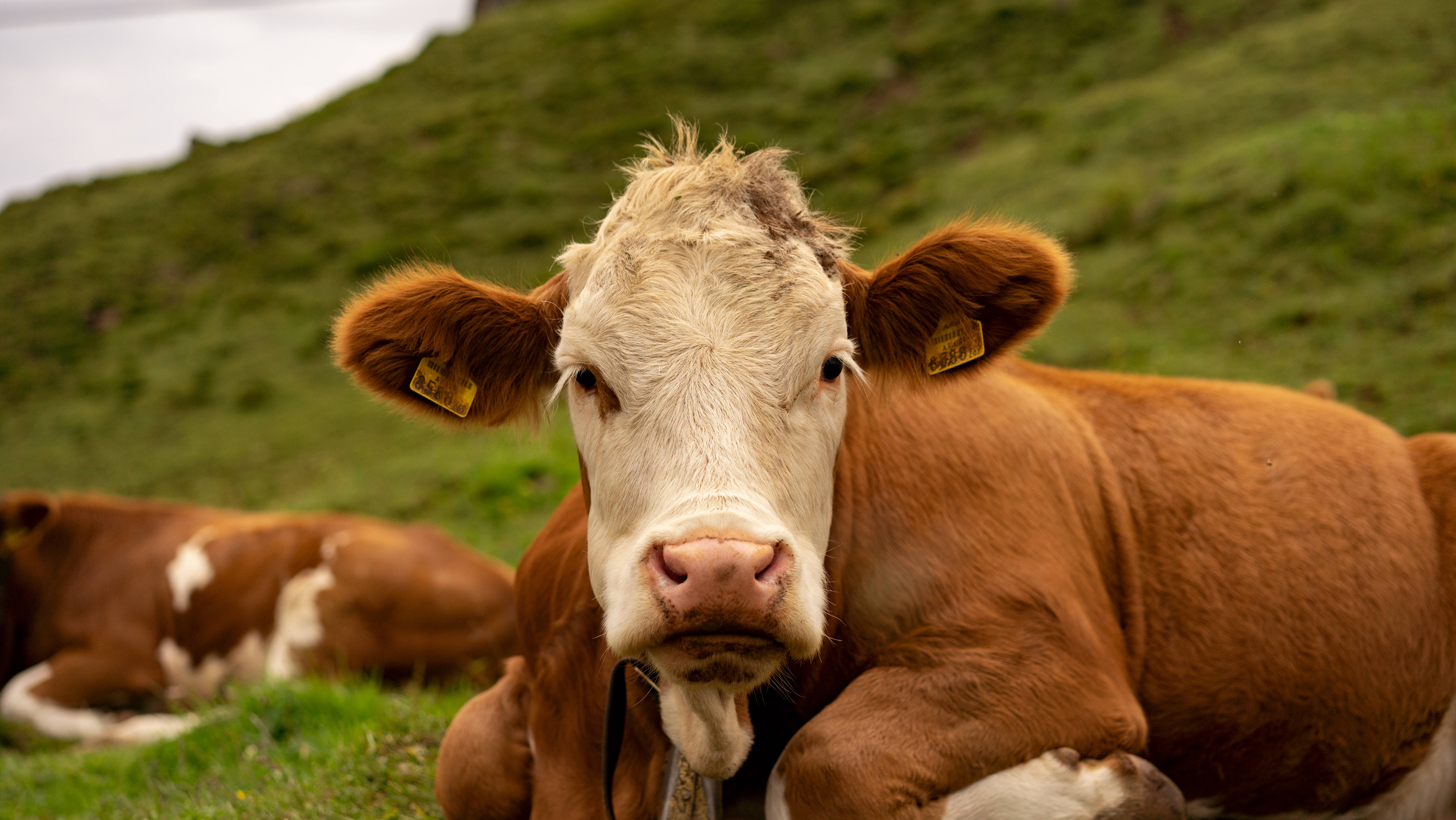 Cute Cow 桌布 壁紙 — 一頭帶有耳標的棕白相間的牛的特寫，在鬱鬱蔥蔥的綠色山坡上休息，直視鏡頭。