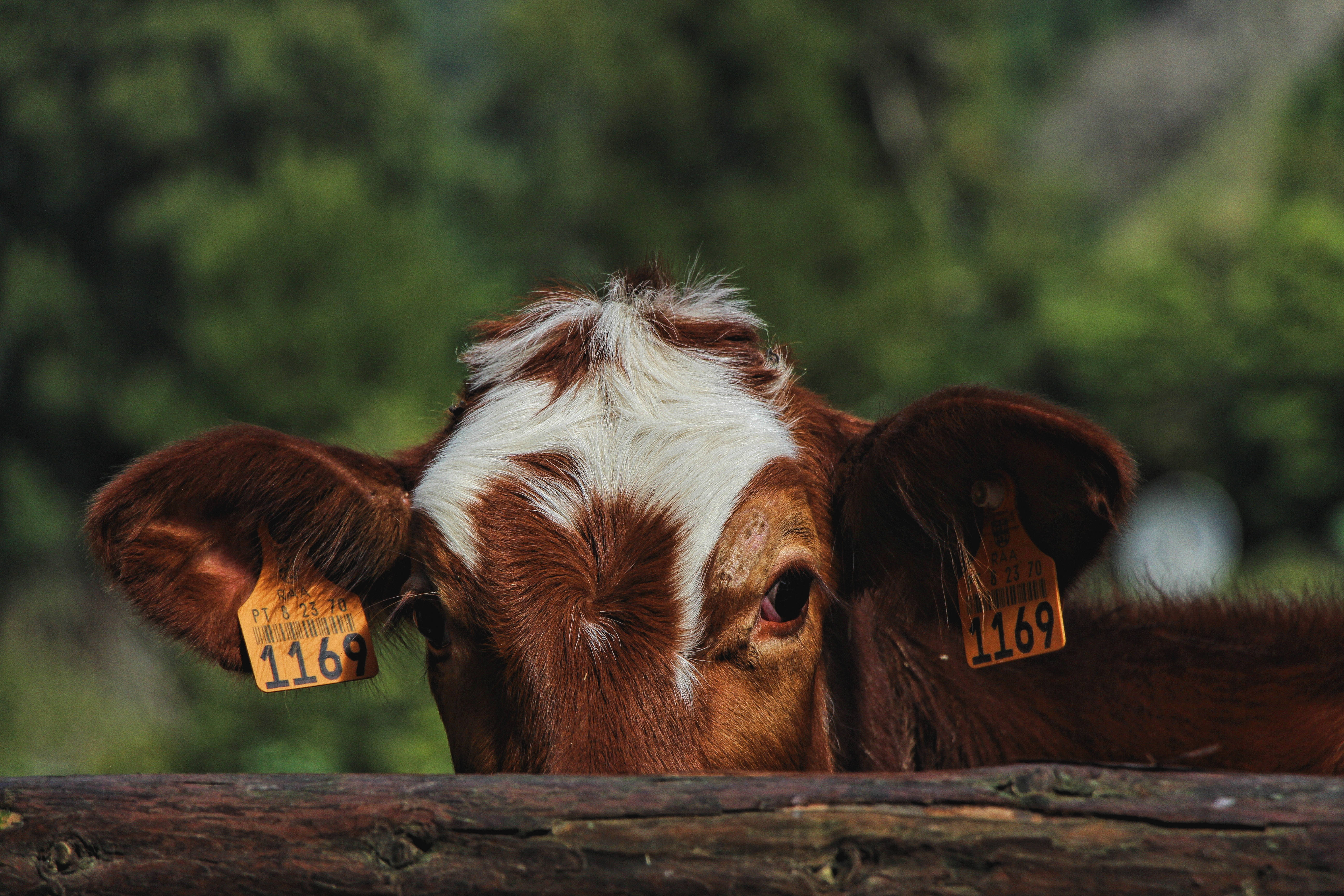 Cute Cow 桌布 壁紙 — 一頭帶有耳標的棕白相間的牛的特寫，從木柵欄上探出頭來，背景是模糊的綠色森林。