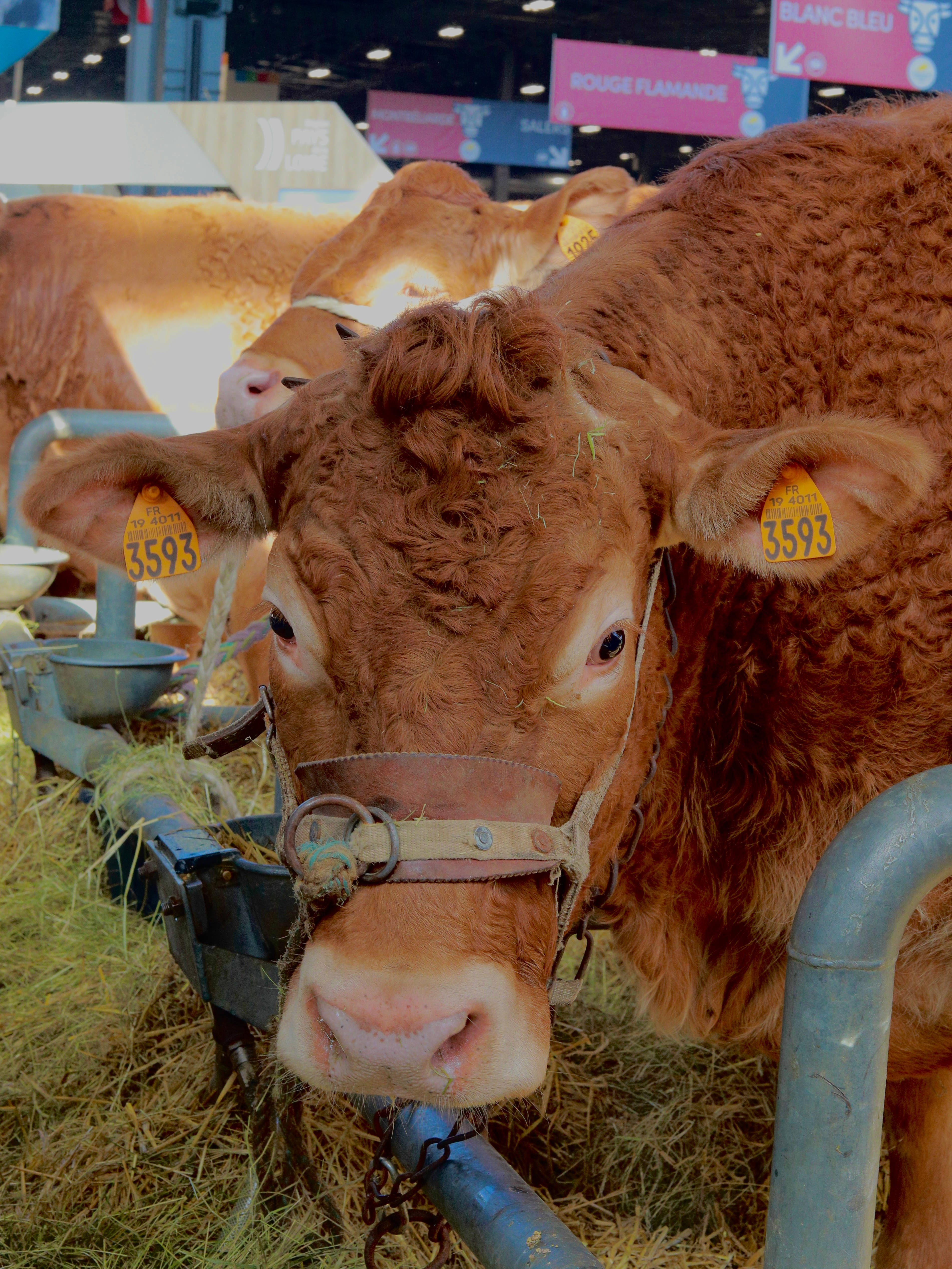 Cute Cow 桌布 壁紙 — 一頭帶有耳標的棕色牛的近距離特寫，在室內農業展覽會上從金屬飼料槽中吃乾草。