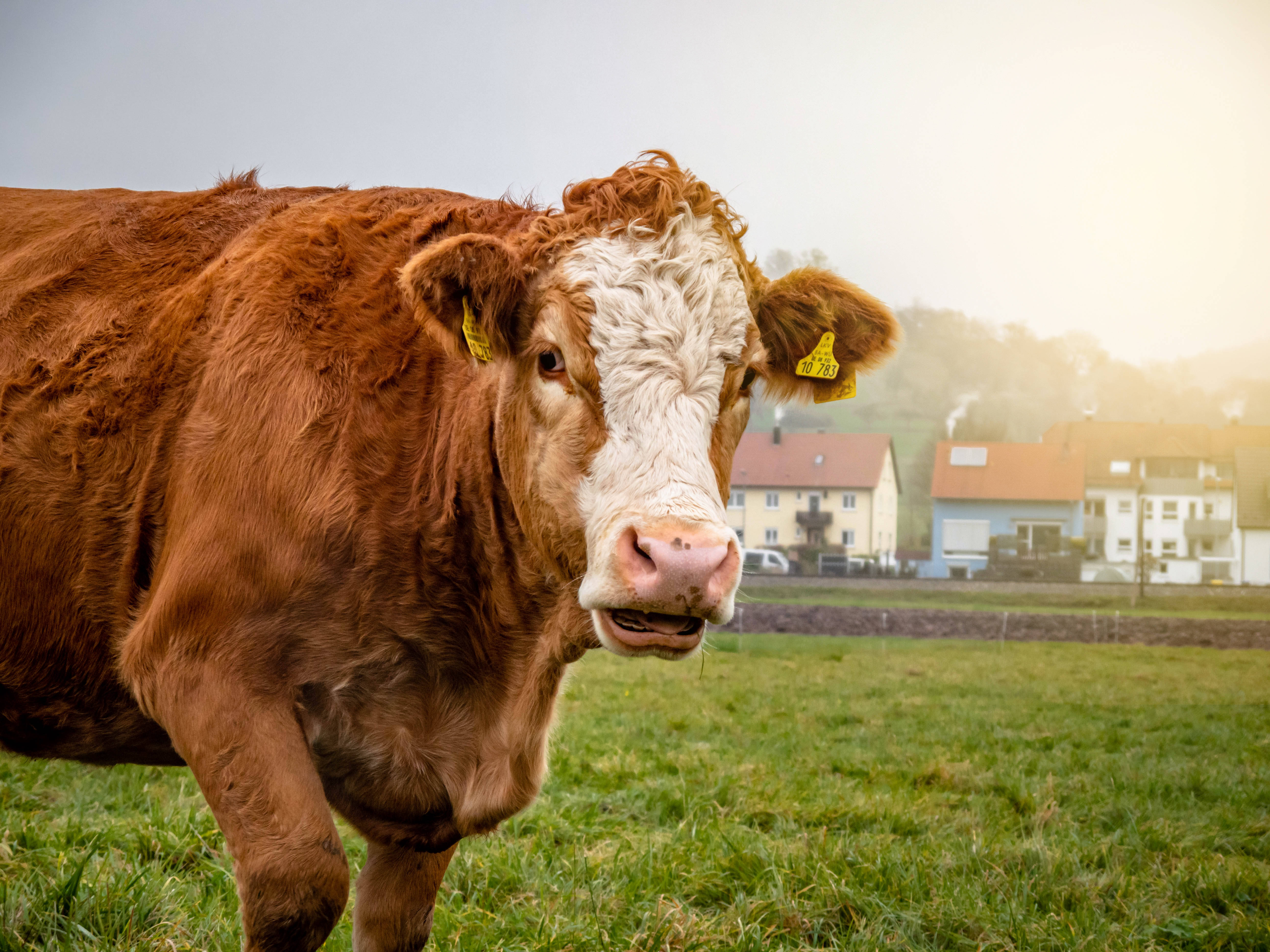 Cute Cow 桌布 壁紙 — 一頭帶有黃色耳標的棕白相間乳牛的特寫，站在草地上，背景有朦朧的房屋。