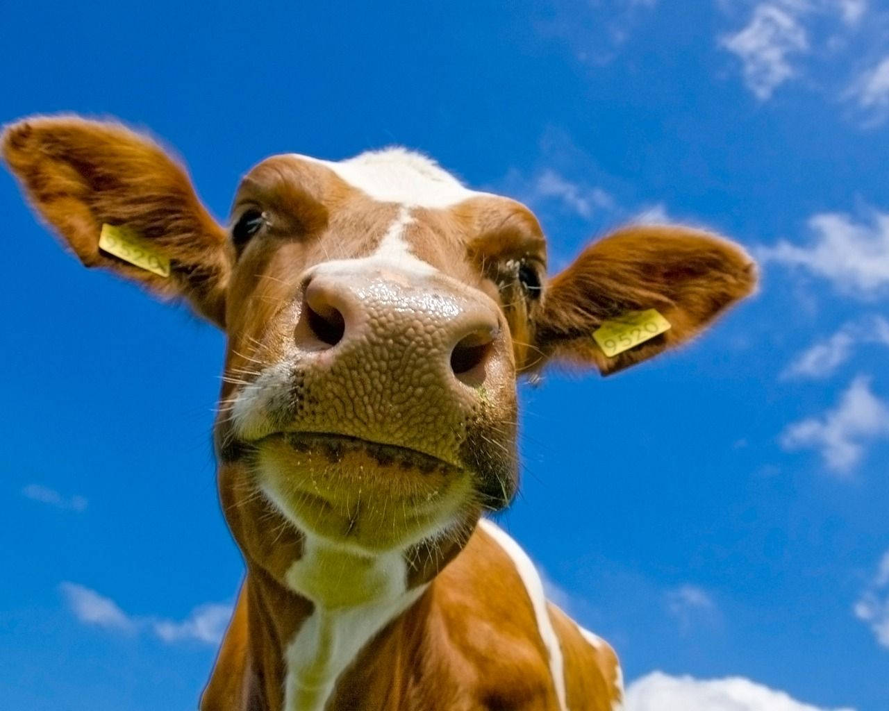乳牛動圖 桌布 壁紙 — 一頭帶有黃色耳標的棕白相間的牛的特寫，牠正低頭看著相機，背景是晴朗的藍天和零星的白雲。