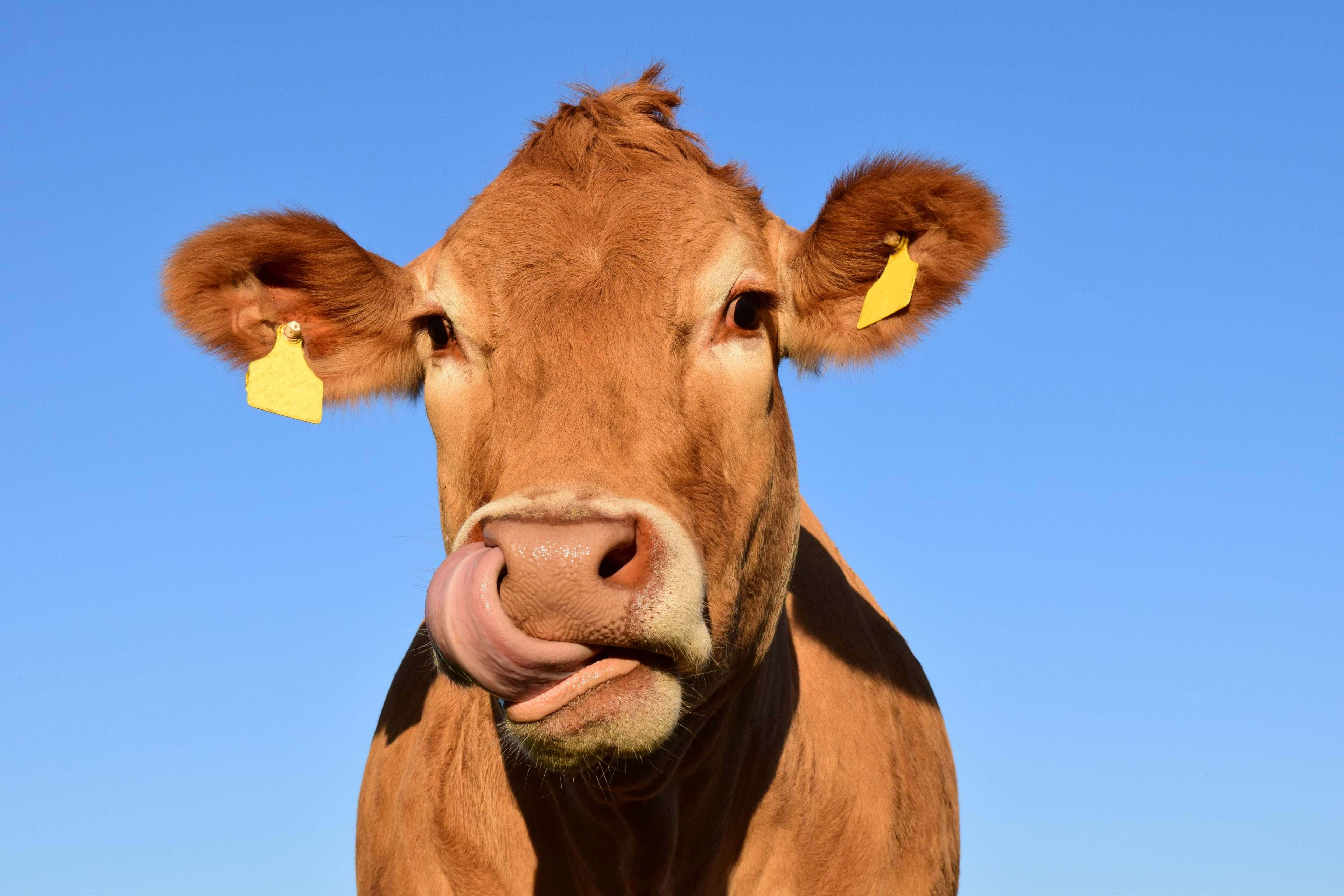 Brown Swiss Cow 桌布 壁紙 — 一頭帶有黃色耳標的棕色牛在清澈的藍天下舔鼻子的特寫。