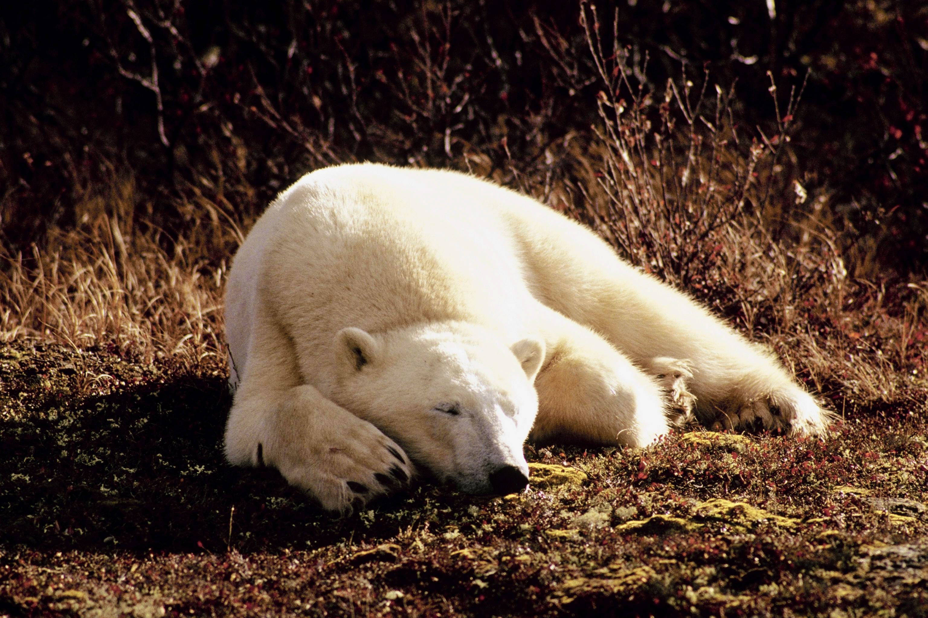 Polar 桌布 壁紙 — 一頭平靜的北極熊在陽光照耀的凍原上，將頭枕在爪子上休息，周圍有乾草和灌木。