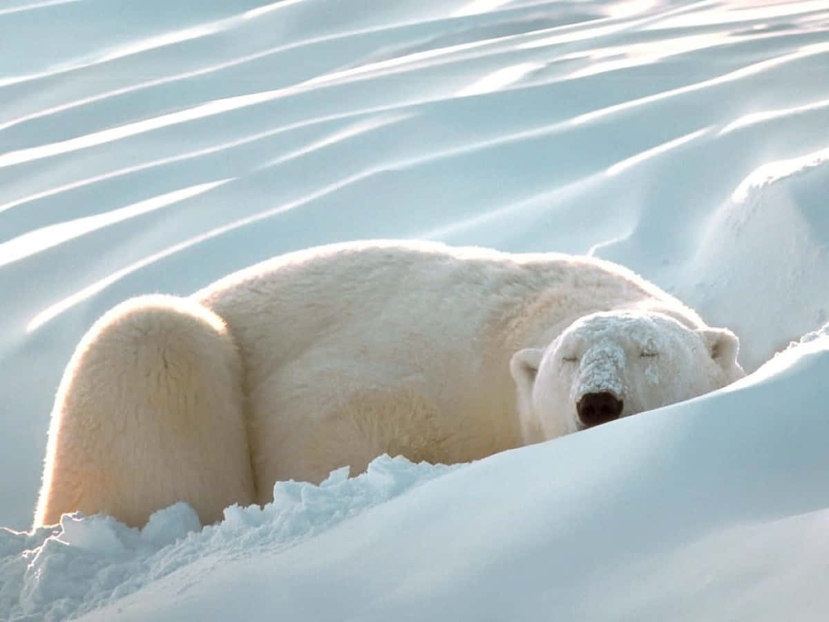 Hibernation 桌布 壁紙 — 一頭平靜的北極熊將頭靠在雪丘上，柔和的光線在起伏的白色景觀上投下溫柔的陰影。