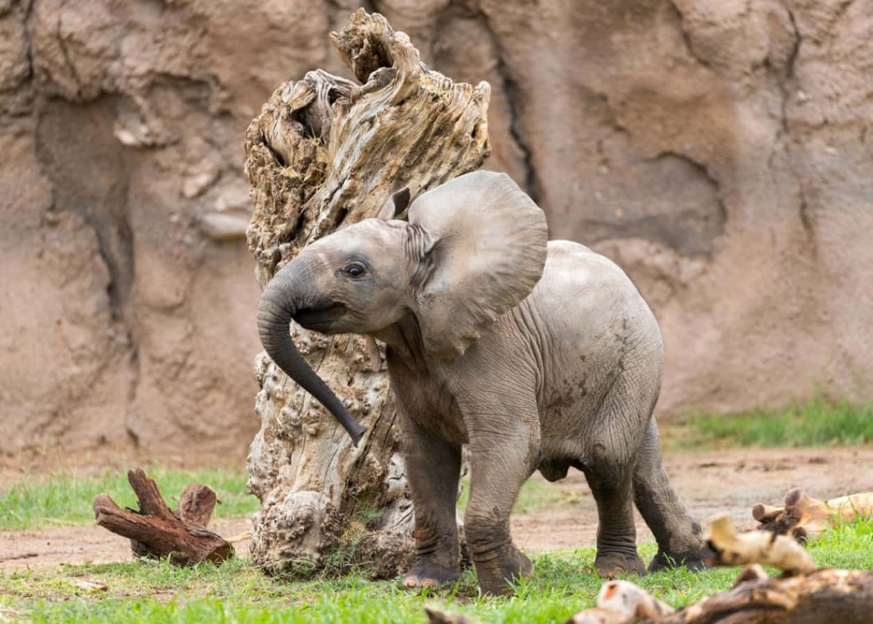 Cute Elephant 桌布 壁紙 — 一頭年輕大象在草地圍欄中用象鼻頑皮地推著一個風化的樹樁。