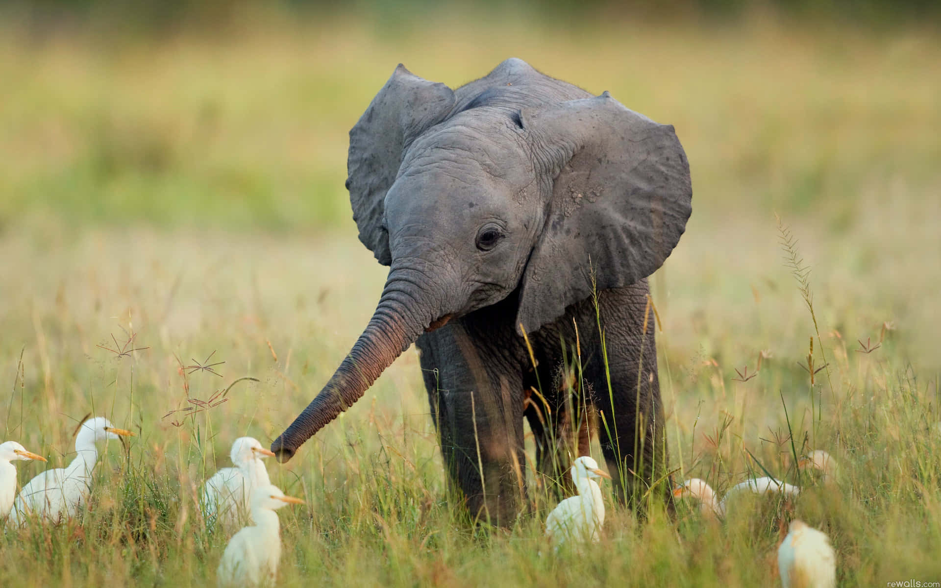Wildlife Conservation 桌布 壁紙 — 一頭年輕大象在陽光照耀的草叢大草原上與白色鳥類溫柔互動。