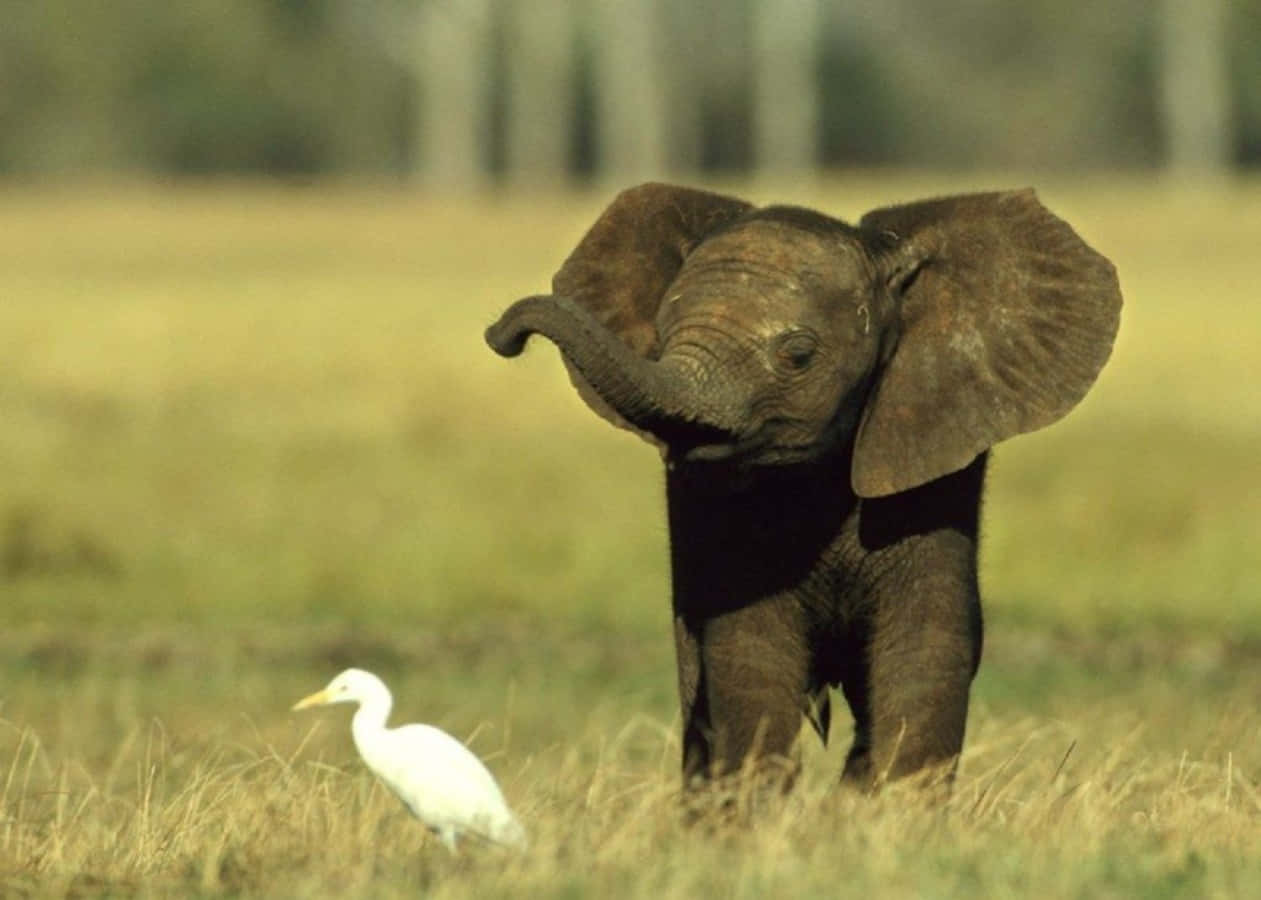 Cute Elephant 桌布 壁紙 — 一頭年輕大象站在金色草地上，附近有一隻白鷺，在陽光明媚的稀樹草原上。