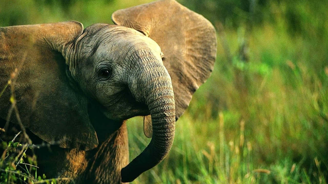 Best Elephant 桌布 壁紙 — 一頭年輕的大象，有著大耳朵和皺紋的灰色皮膚，站在陽光照耀的草地上。