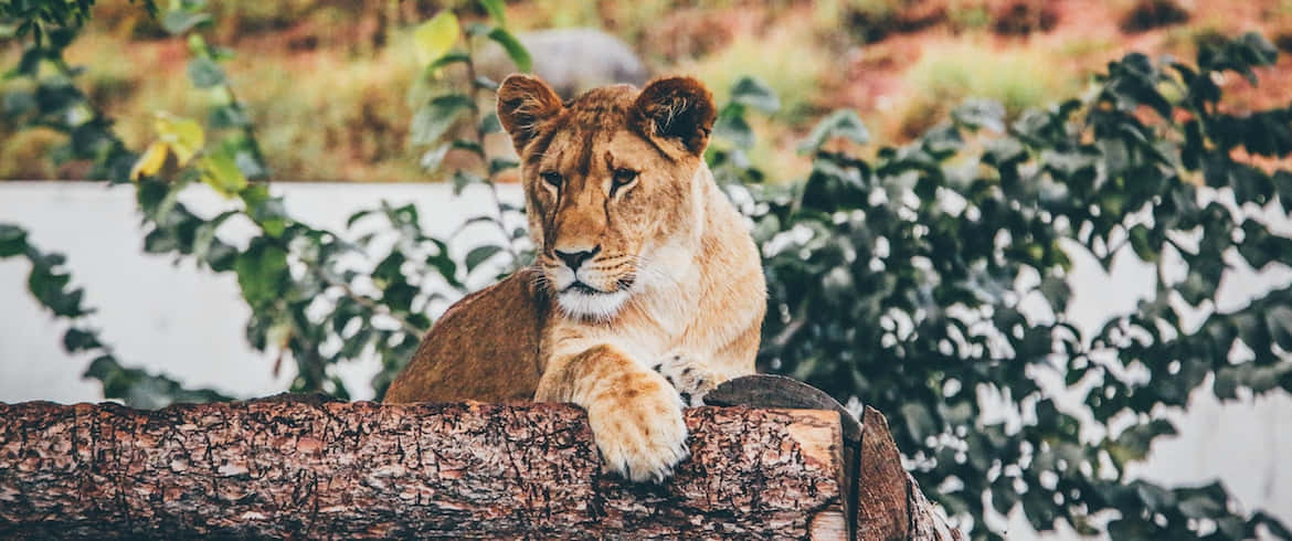 Wildlife Conservation 桌布 壁紙 — 一頭年輕的母獅威風凜凜地躺在被茂密綠葉環繞的風化木頭上休息。