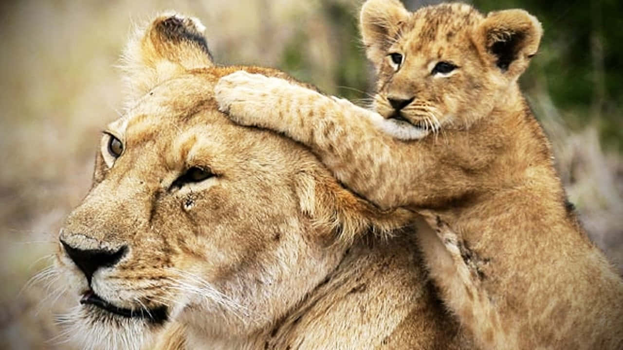 Baby Lion 桌布 壁紙 — 一頭幼獅在陽光照耀的稀樹草原上輕輕靠在母親的肩膀上，傳達著溫柔的母愛紐帶。
