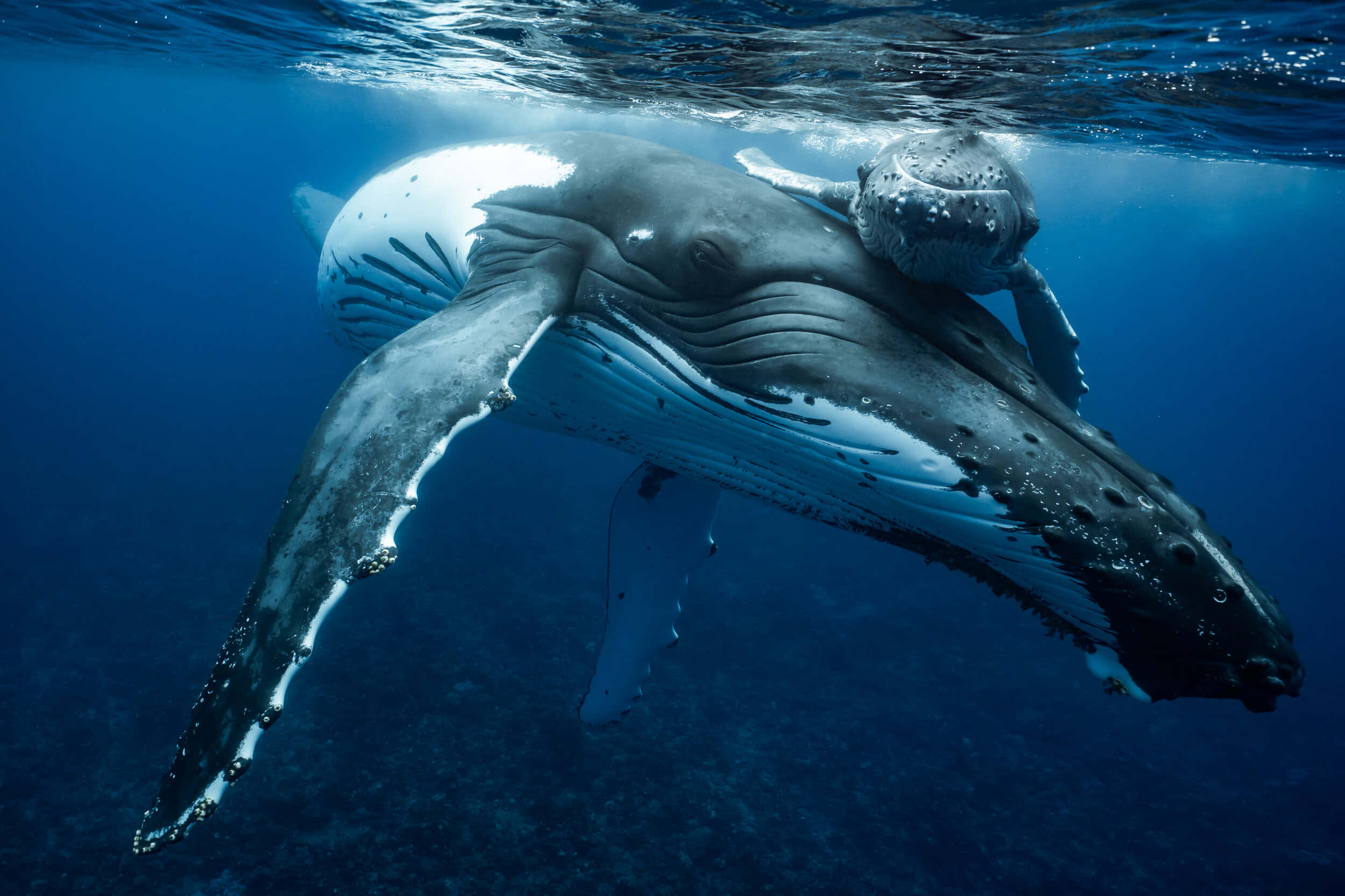 Whale 桌布 壁紙 — 一頭座頭鯨和幼鯨在深藍色海洋中優雅地滑行，陽光透過水面照射下來。