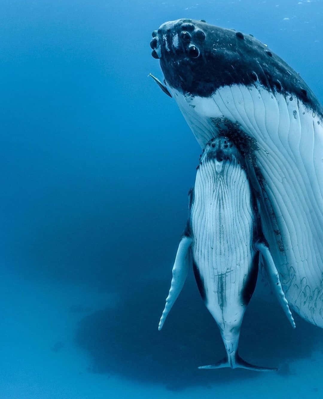 blue whale 桌布 壁紙 — 一頭座頭鯨和幼鯨在清澈的藍色海洋中優雅地滑行，呈現溫馨的水下時刻。