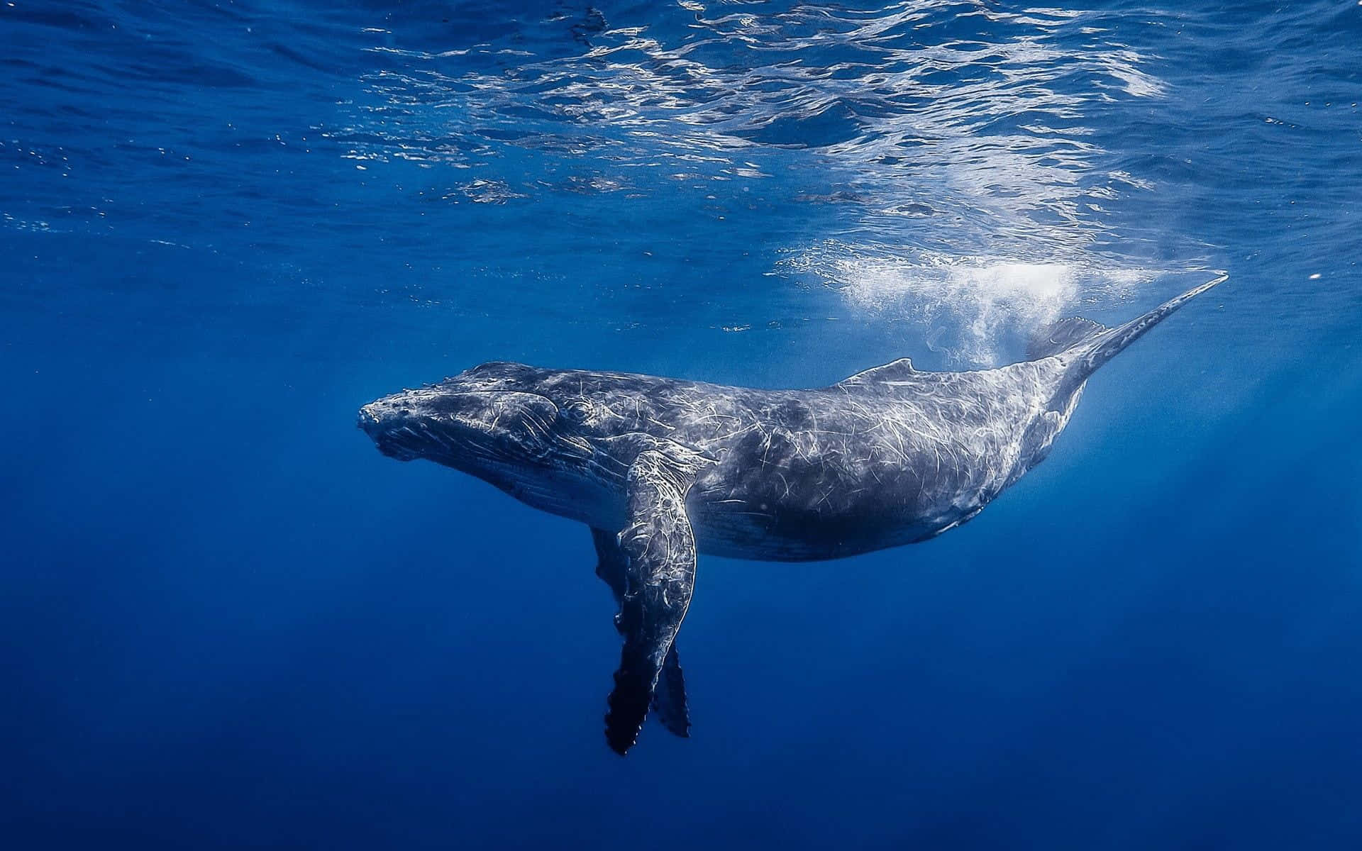 blue whale 桌布 壁紙 — 一頭座頭鯨在清澈的藍色海水中優雅地滑行，陽光從上方穿透而下。