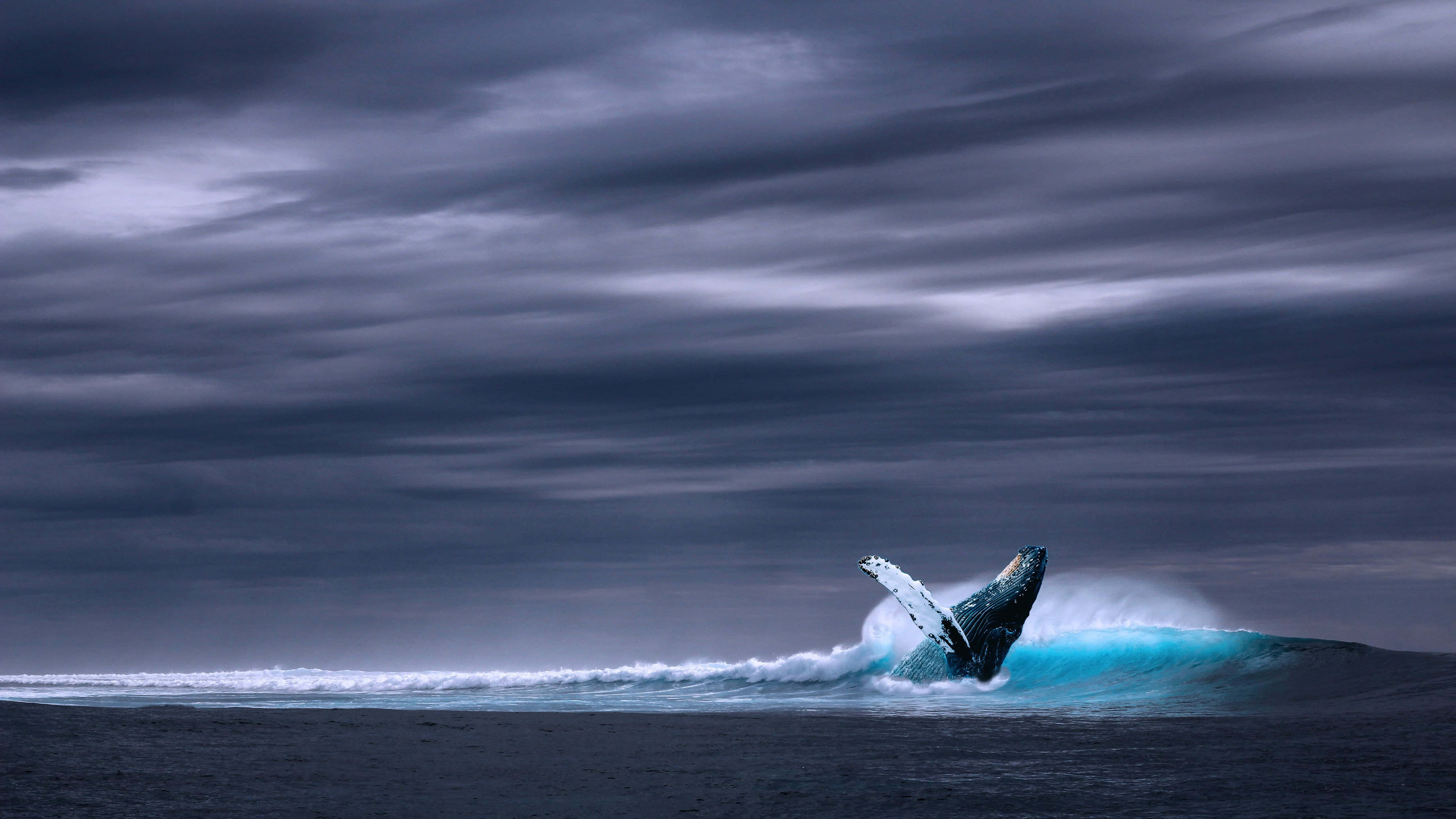 blue whale 桌布 壁紙 — 一頭座頭鯨在陰沉的灰色天空下戲劇性地躍出水面，下方濺起碧綠色的水花。