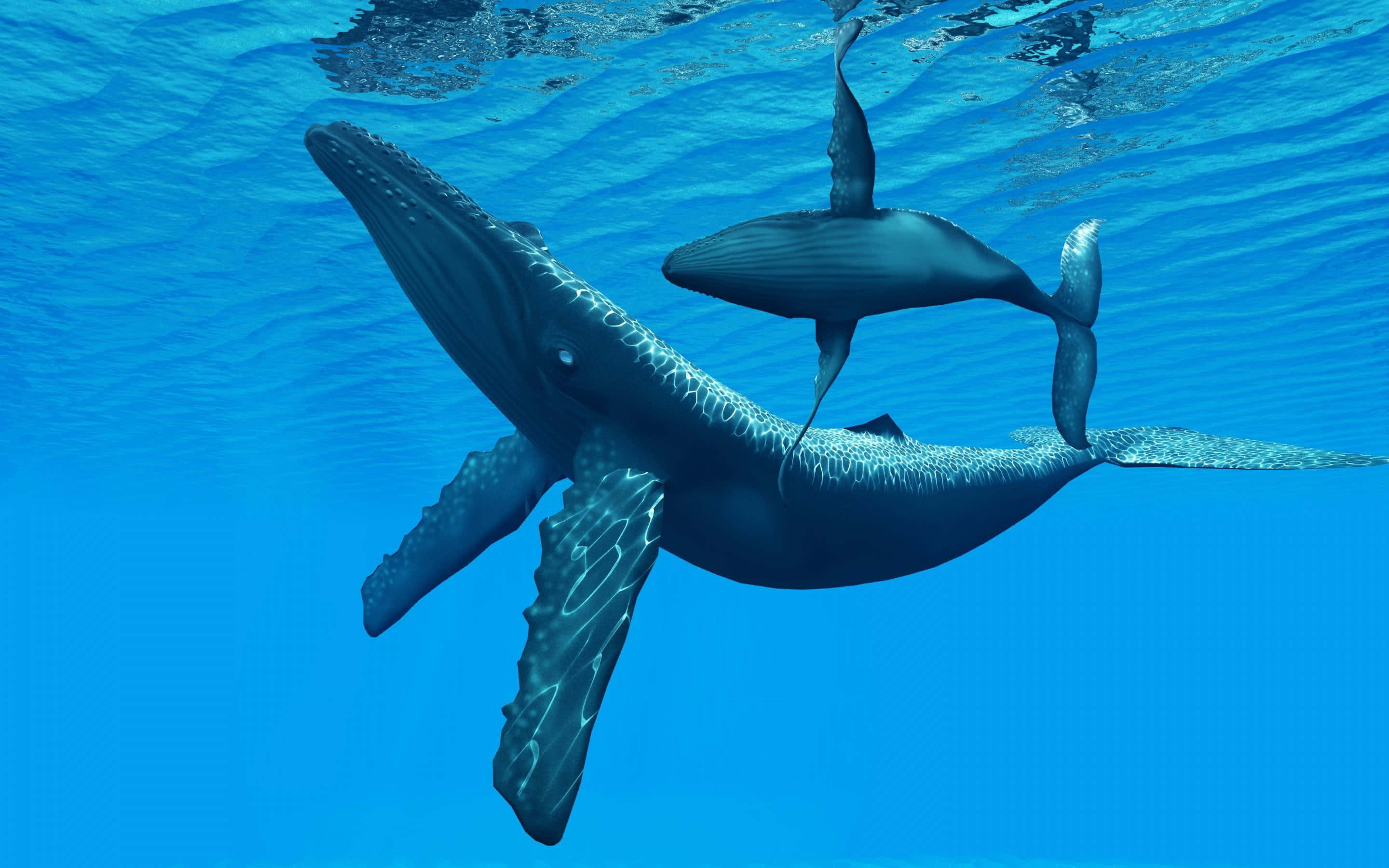 blue whale 桌布 壁紙 — 一頭座頭鯨媽媽和她的寶寶在陽光照射的海面下，優雅地滑過清澈的藍色海水。