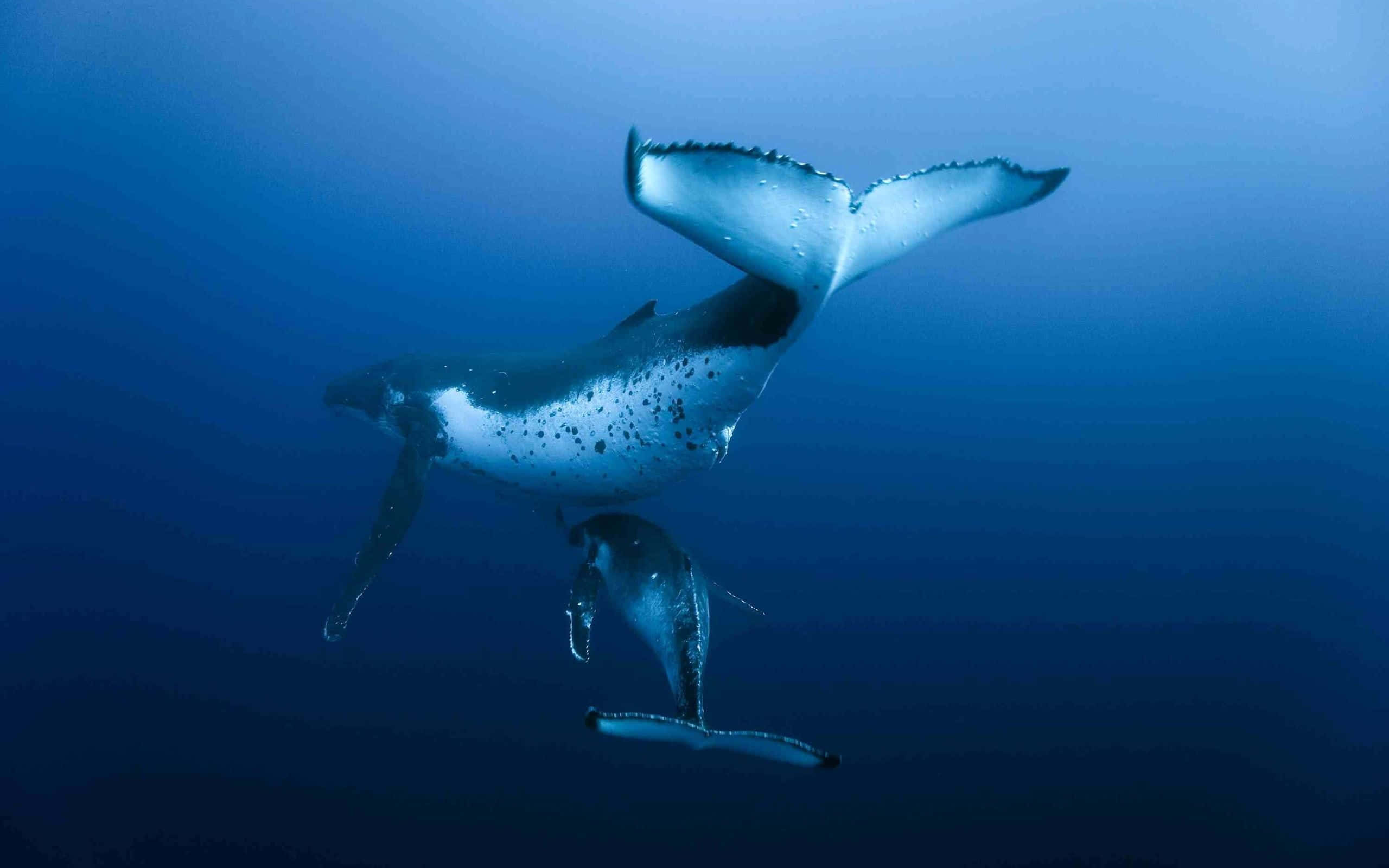 blue whale 桌布 壁紙 — 一頭座頭鯨媽媽和幼鯨優雅地滑過深藍色的海水，媽媽的尾鰭翹起。