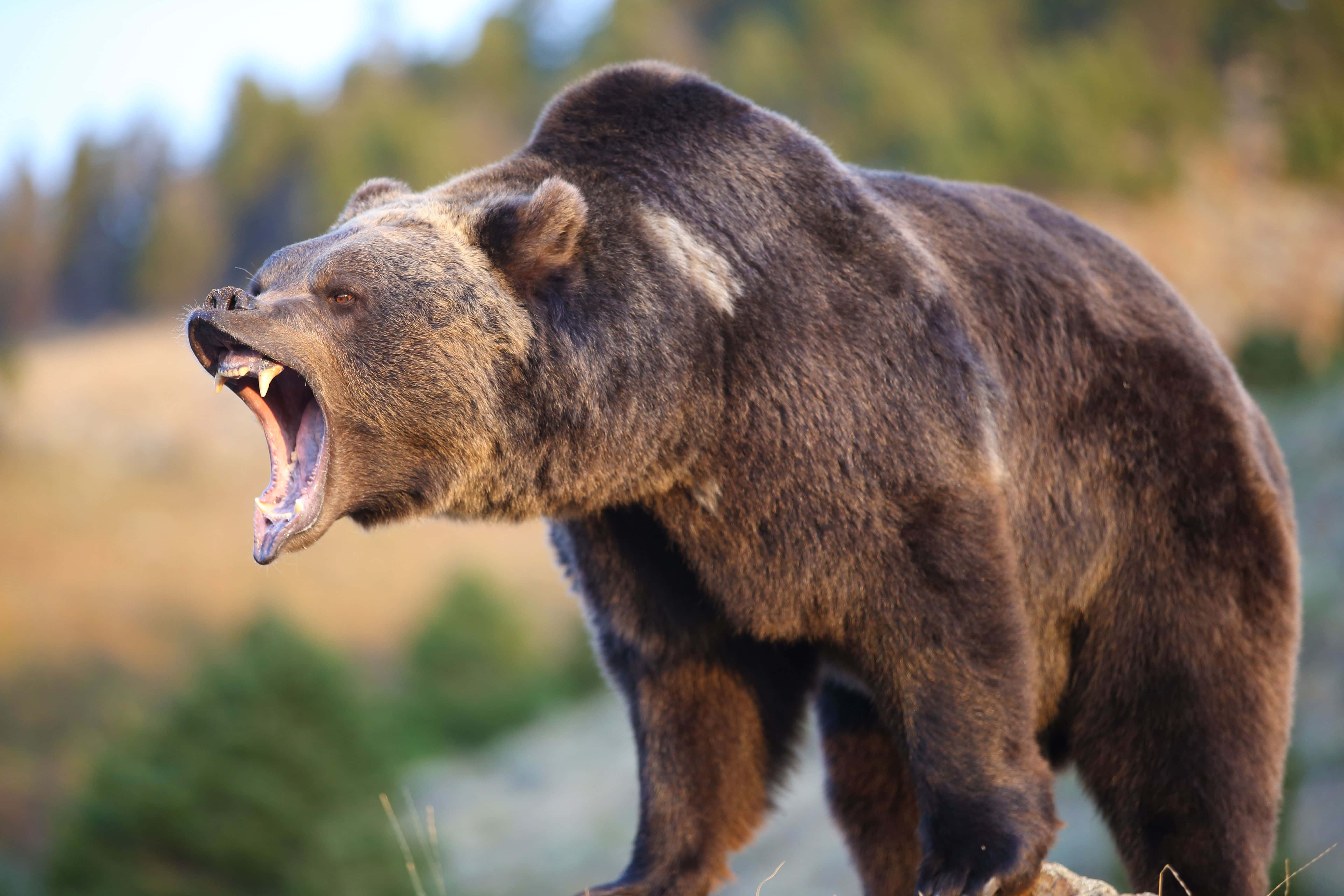 Bear Attack 桌布 壁紙 — 一頭強壯的棕熊在明亮的日光下，於森林草地上張大嘴巴咆哮。