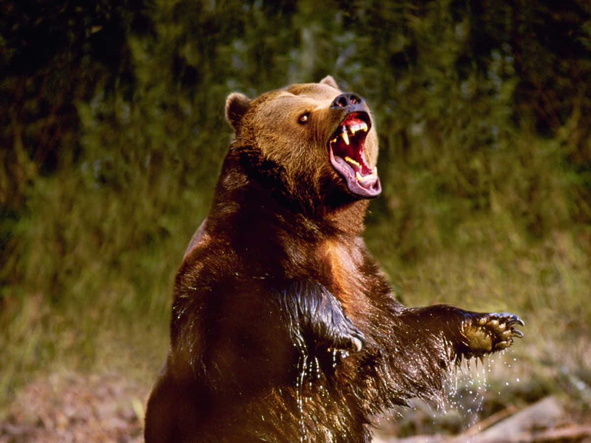 Brown Bears 桌布 壁紙 — 一頭強壯的棕熊在森林空地上用後腿站立，張大嘴巴咆哮。