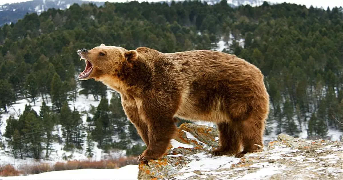 grizzly bear 桌布 壁紙 — 一頭強壯的棕熊在白雪覆蓋的懸崖上咆哮，俯瞰著茂密的常綠森林。