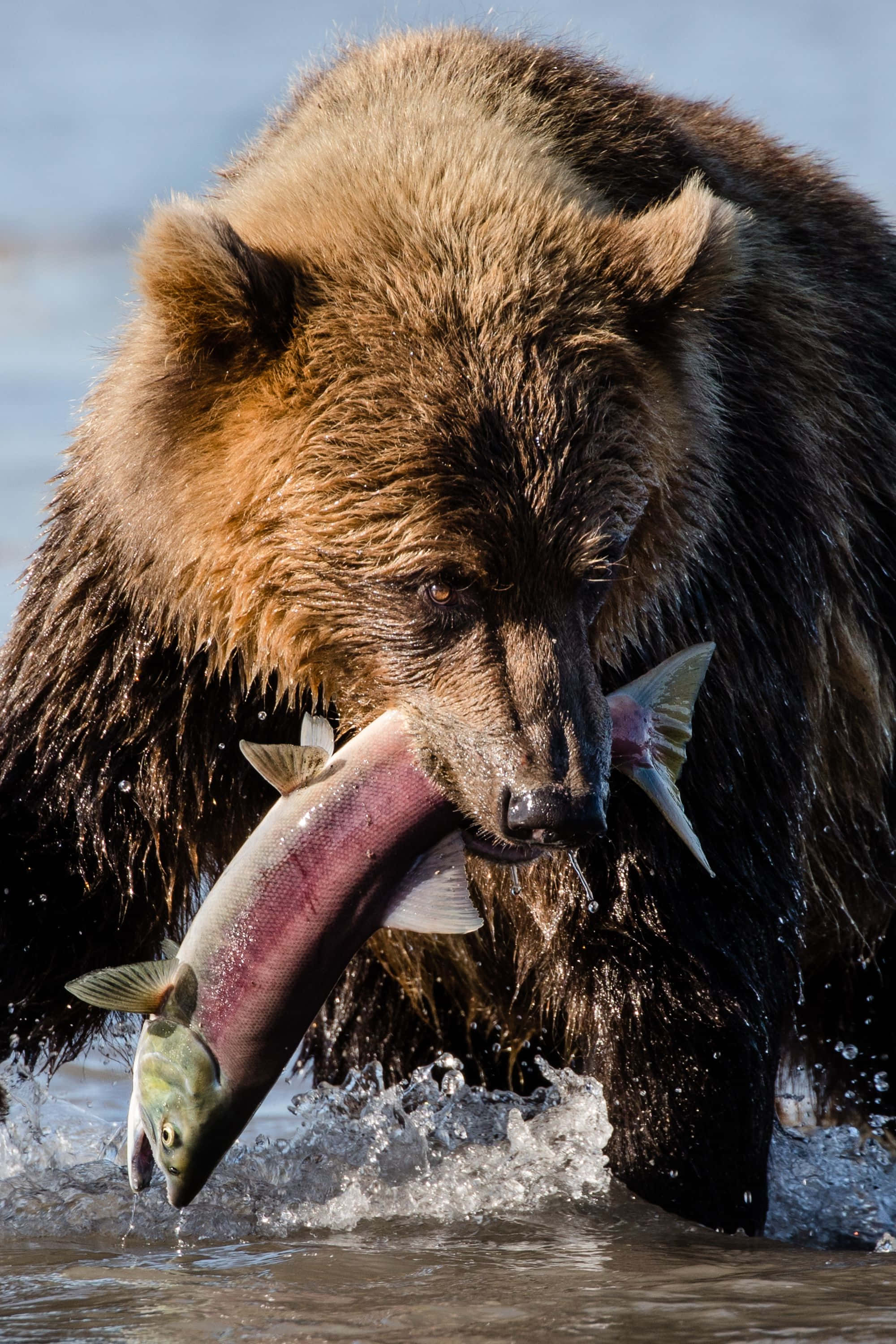 Brown Bear 桌布 壁紙 — 一頭強壯的棕熊從湍急的水中冒出，嘴裡叼著一條鮮豔的鮭魚。