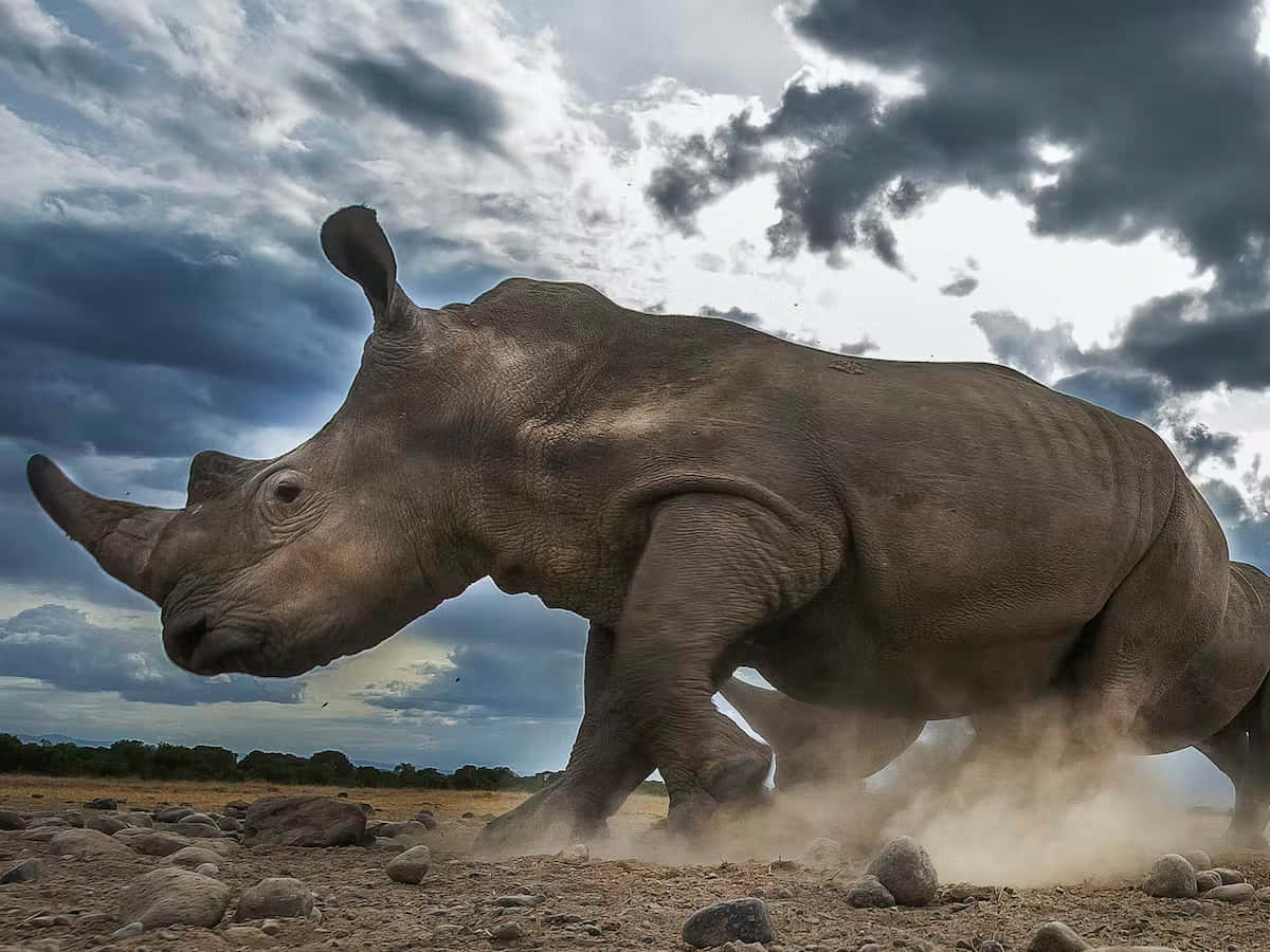 rhino 桌布 壁紙 — 一頭強壯的犀牛在戲劇性的多雲天空下，衝過塵土飛揚的稀樹草原，揚起泥土。