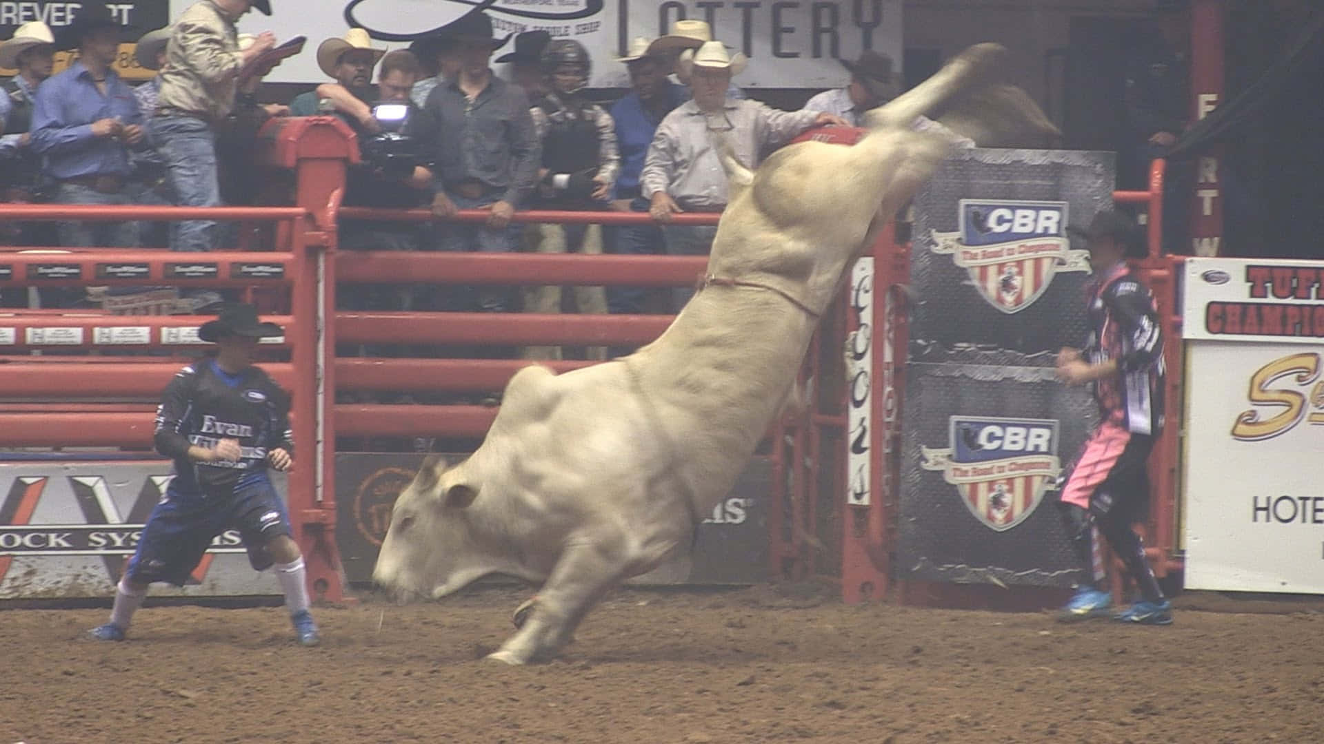 Bull Rider 桌布 壁紙 — 一頭強壯的白公牛在牛仔競技場上猛烈踢跳，身穿藍色裝備的騎手準備迎接衝擊。