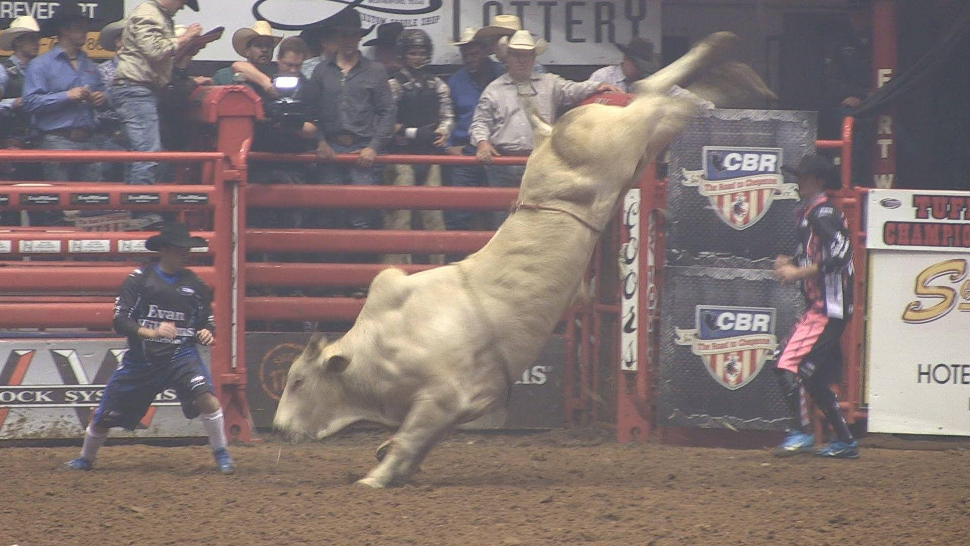 Bull Riding 桌布 壁紙 — 一頭強壯的白牛在牛仔競技場中猛烈地弓背跳起，而一名身穿藍色裝備的鬥牛士正準備閃避其衝撞。