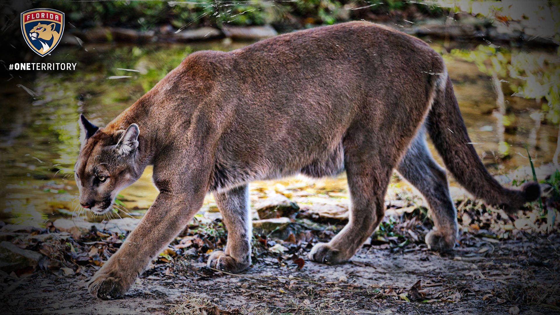 Florida Panthers 桌布 壁紙 — 一頭強壯的美洲獅穿過森林中的溪流，落葉遍地，斑駁的陽光透過樹木灑落。