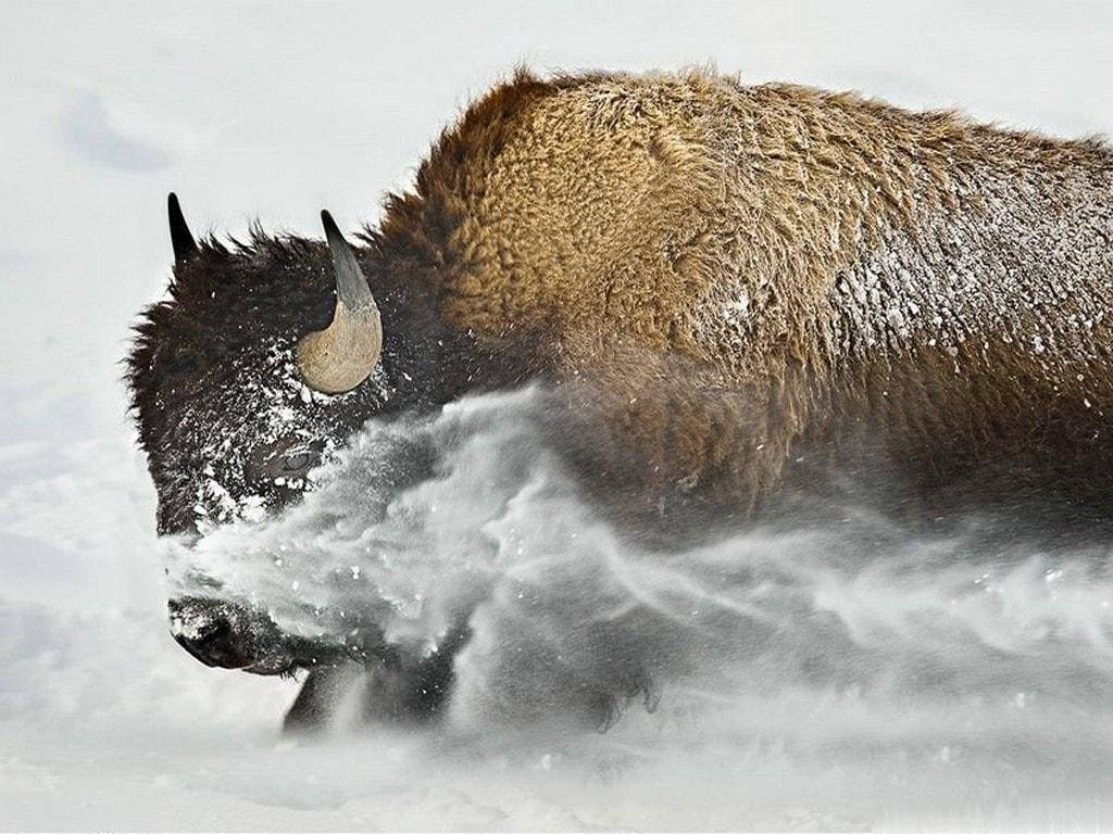 水牛 桌布 壁紙 — 一頭強壯的野牛在深雪中衝刺，在冬季風暴中揚起一片白色粉末。