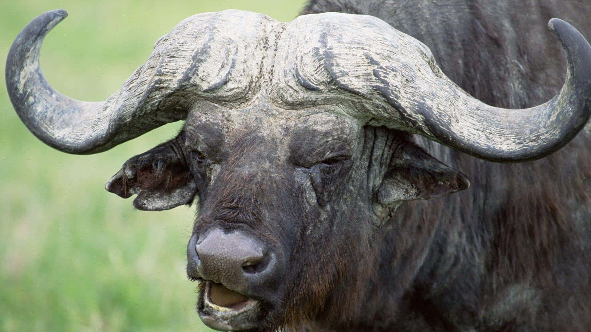 Water Buffalo 桌布 壁紙 — 一頭強壯的非洲水牛近距離特寫，擁有巨大的彎曲牛角，站在草地上。