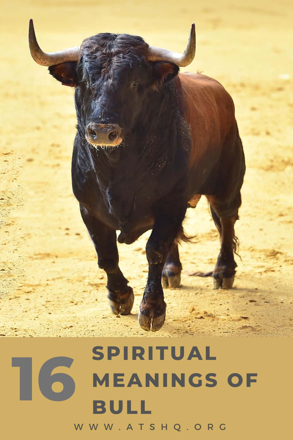 動物 桌布 壁紙 — 一頭強壯的黑公牛，彎曲的角，在陽光明媚的沙地競技場中向前邁進。