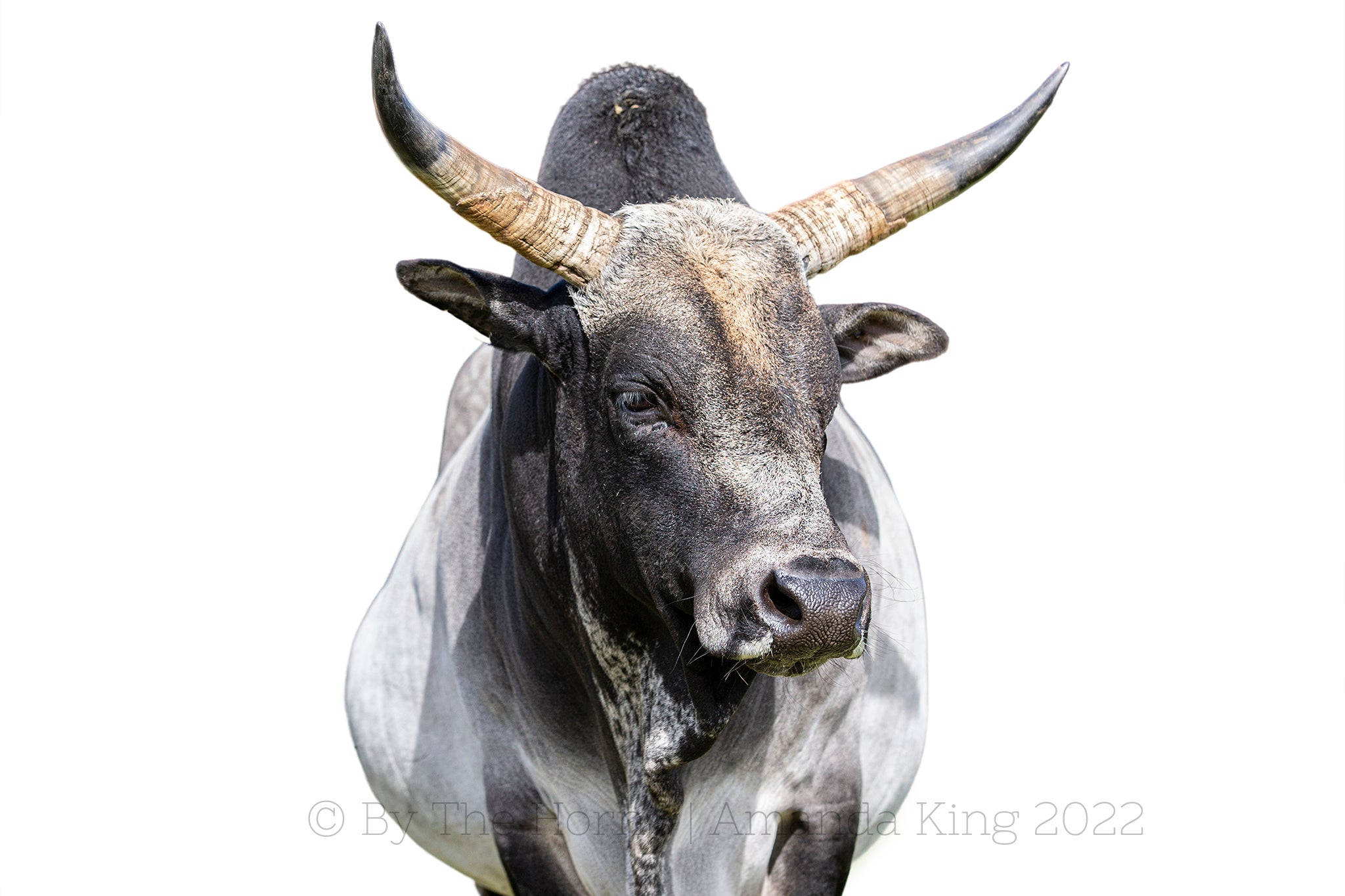 farm animals 桌布 壁紙 — 一頭強壯的黑白公牛，長著巨大的彎角，在純白背景下直視鏡頭的特寫。
