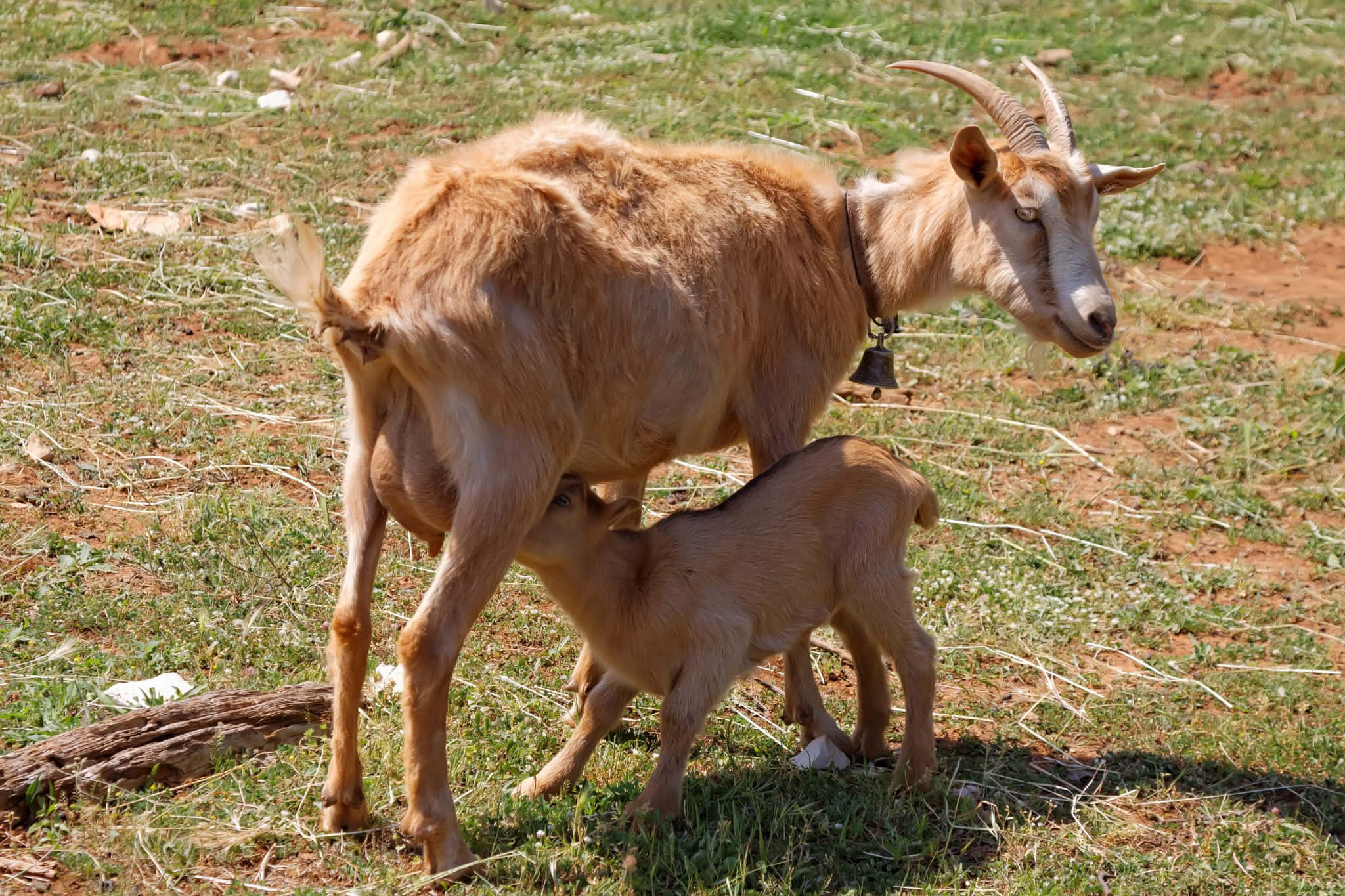 動物 桌布 壁紙 — 一頭彎角掛鈴的母山羊在陽光明媚的草地上吃草，她的寶寶正在吃奶。