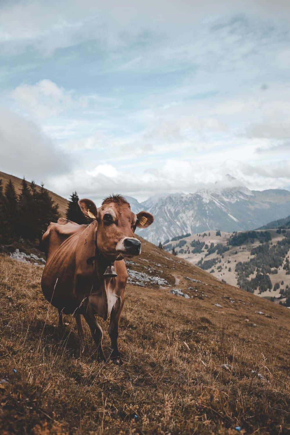 乳牛動圖 桌布 壁紙 — 一頭戴著鈴鐺的棕色牛站在長滿青草的高山草地上，背景是白雪覆蓋的山峰和陰天。