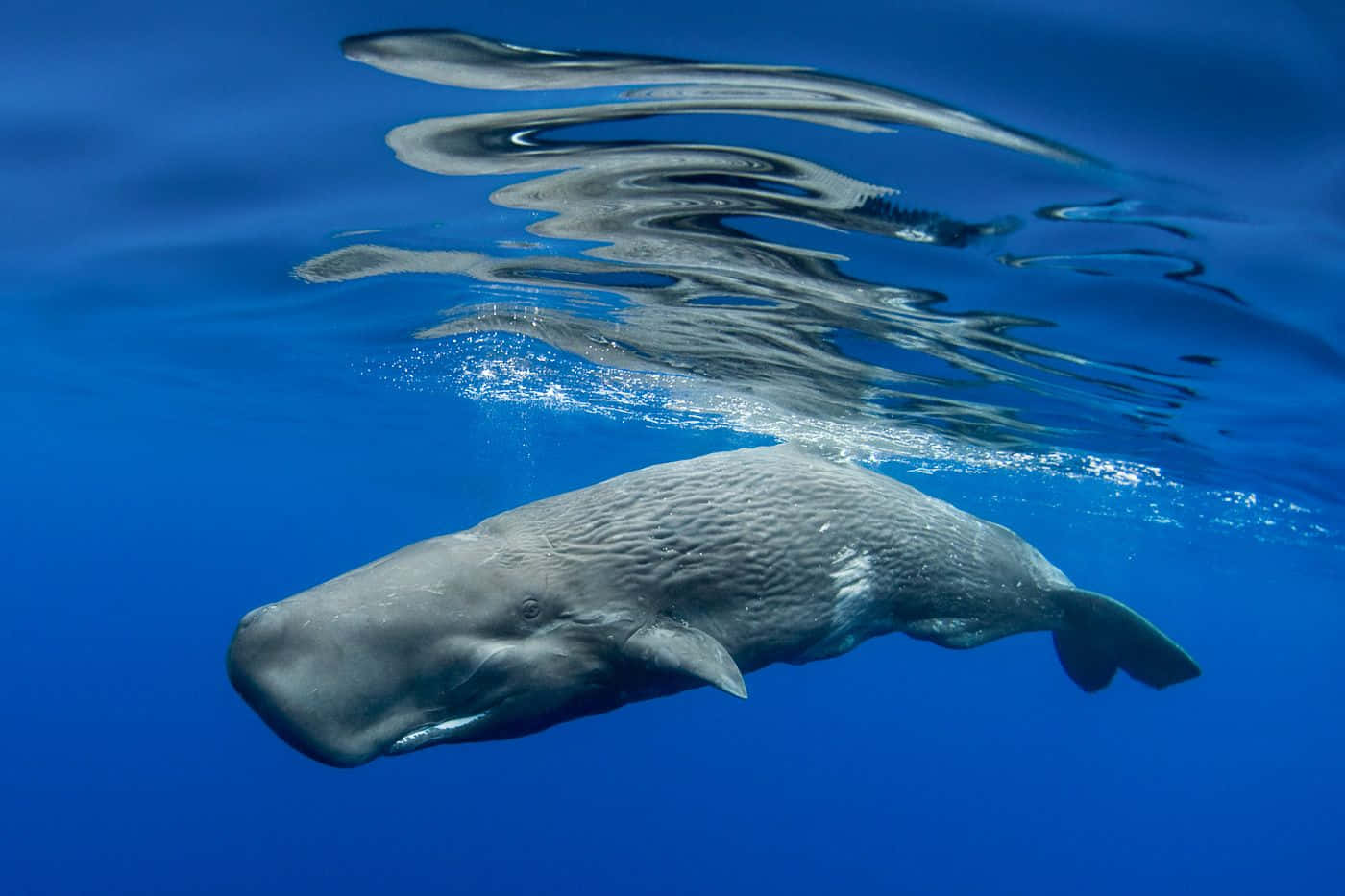 Sperm Whale 桌布 壁紙 — 一頭抹香鯨優雅地在水中滑行，其倒影在海面上閃爍。