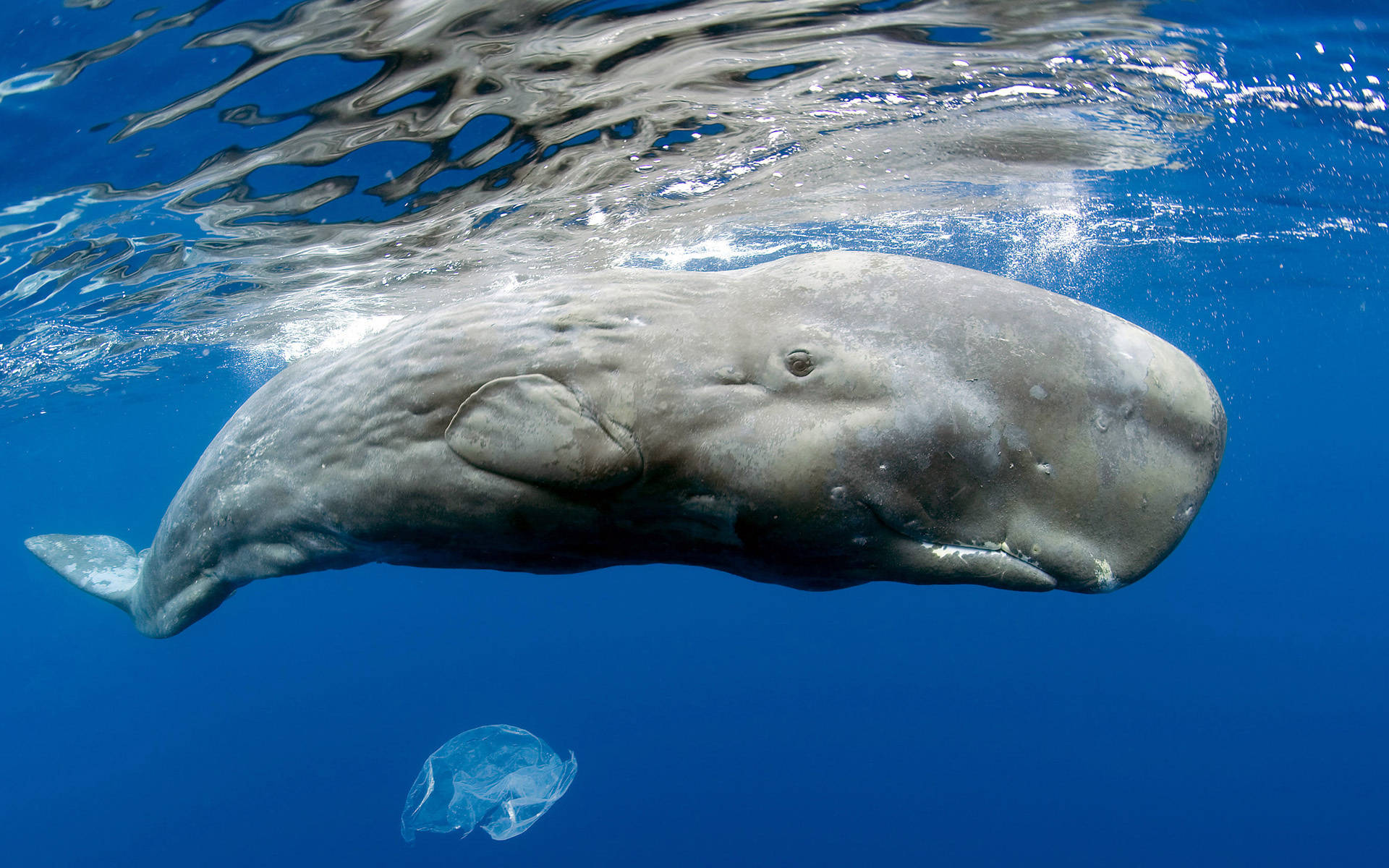 Whale 桌布 壁紙 — 一頭抹香鯨優雅地在水中滑行，陽光從上方水面穿透而下。