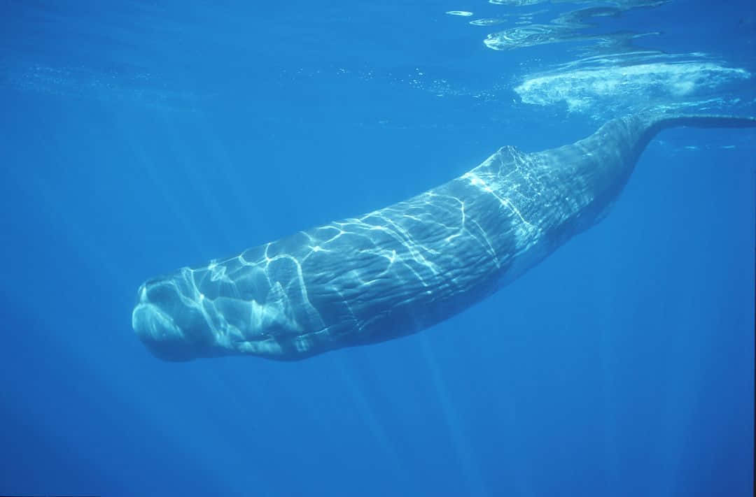 Sperm Whale 桌布 壁紙 — 一頭抹香鯨優雅地滑過清澈的藍色海水，陽光從上方穿透而下。