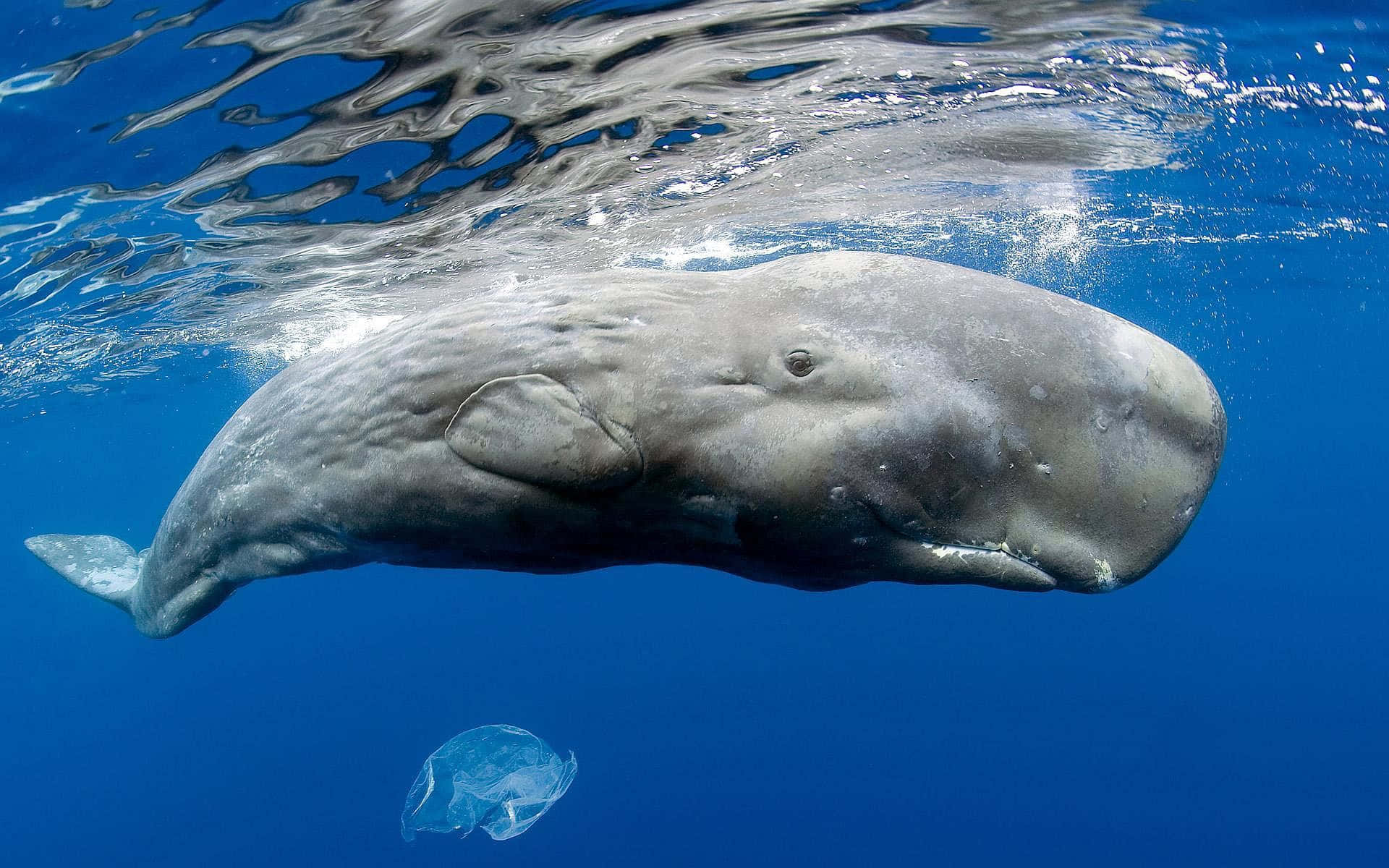 Sperm Whale 桌布 壁紙 — 一頭抹香鯨在深藍色海洋中優雅地滑行，陽光從上方水面過濾而下。