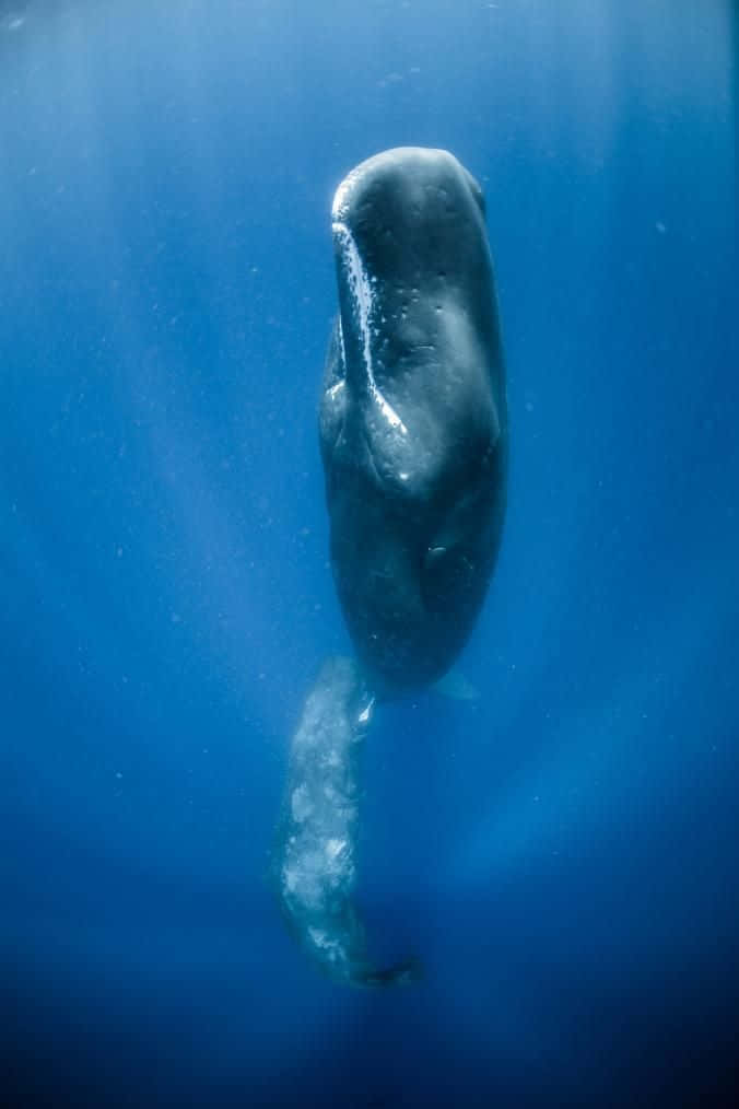 Sperm Whale 桌布 壁紙 — 一頭抹香鯨在深藍色的海洋水域中優雅地滑行，陽光從上方過濾而下。