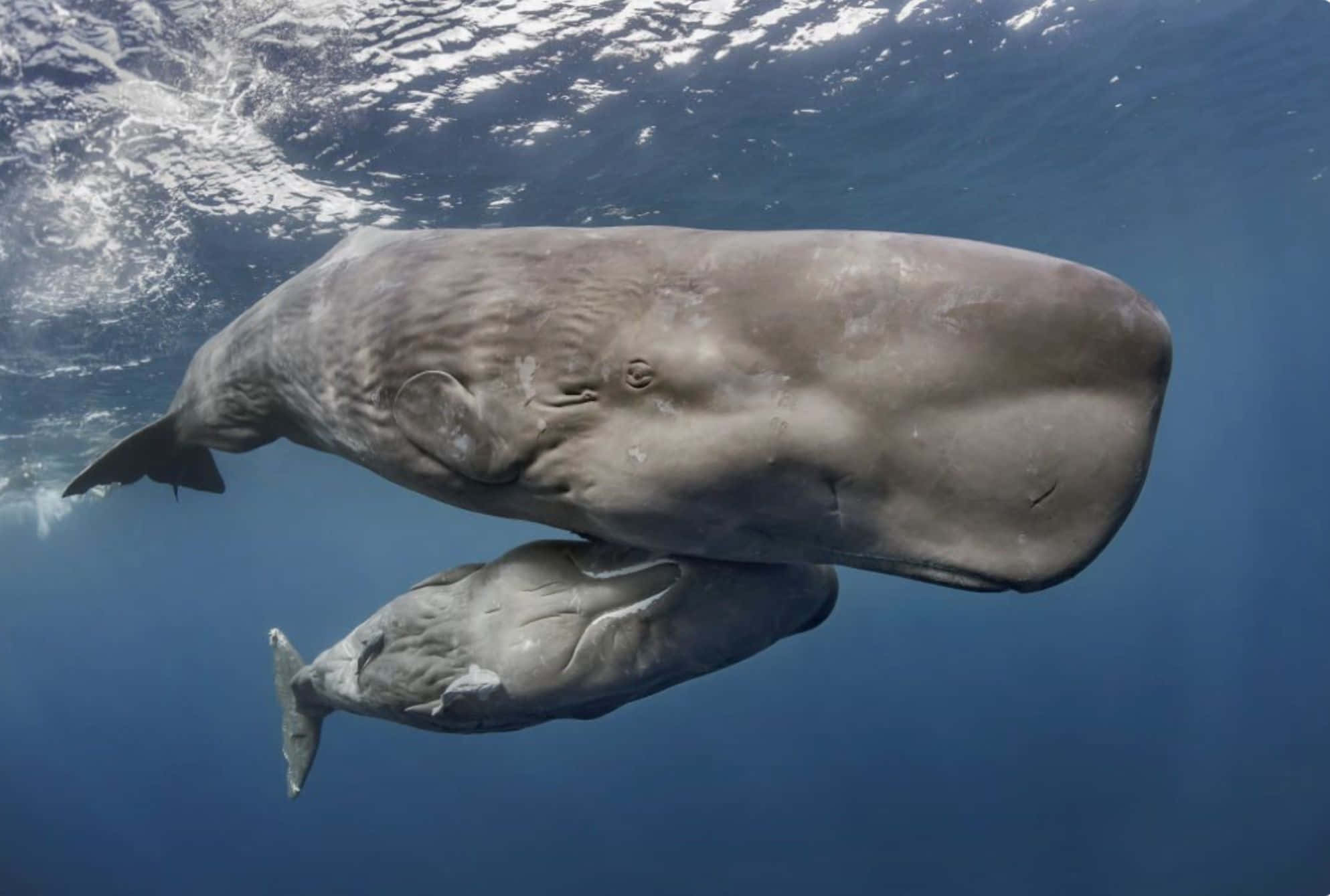 Sperm Whale 桌布 壁紙 — 一頭抹香鯨媽媽和幼鯨在陽光照射的水面漣漪下，優雅地滑過深藍色的海洋。