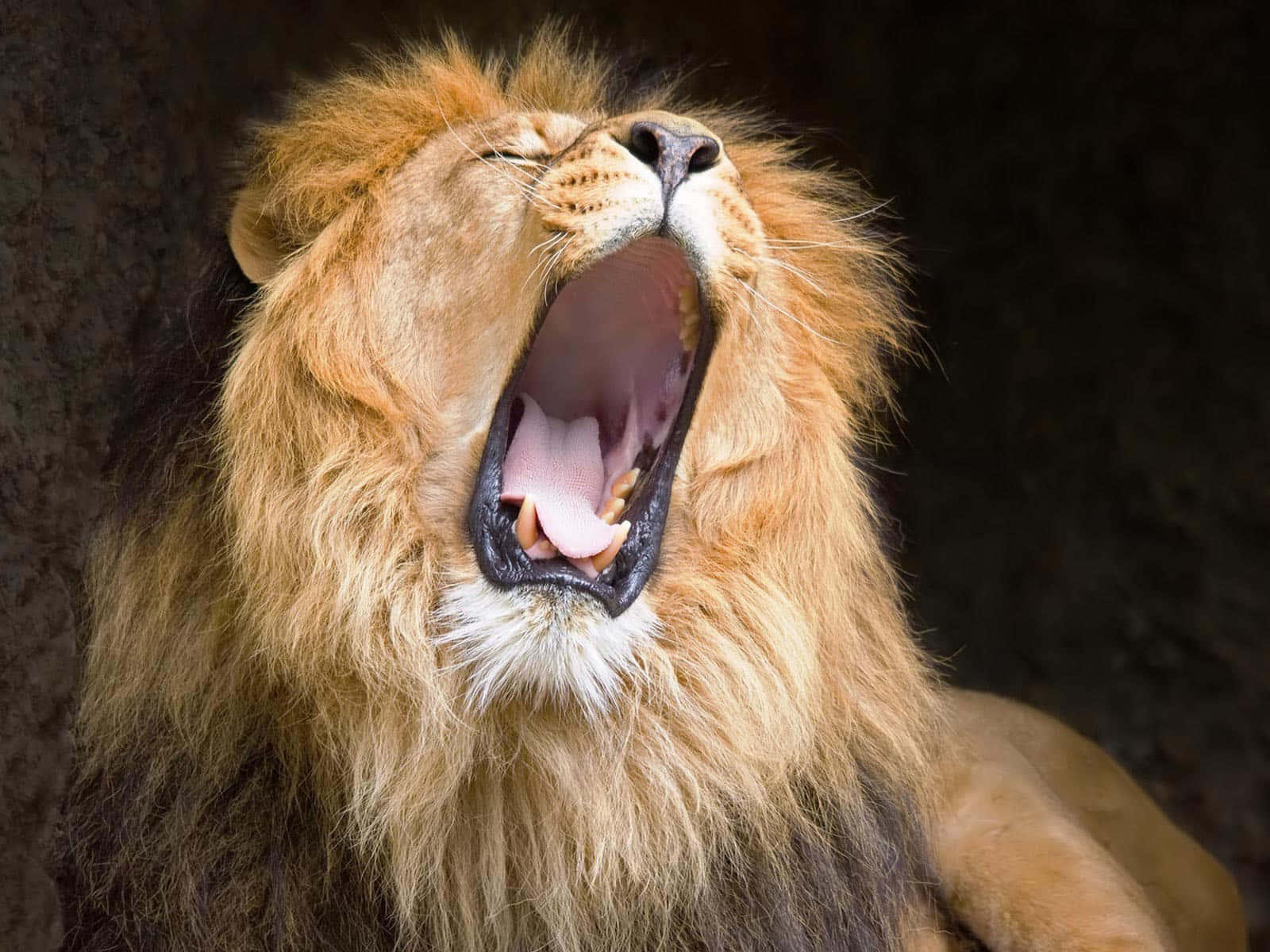 Roaring Lion 桌布 壁紙 — 一頭擁有完整金色鬃毛的雄偉雄獅，在深色紋理背景前打著大哈欠。